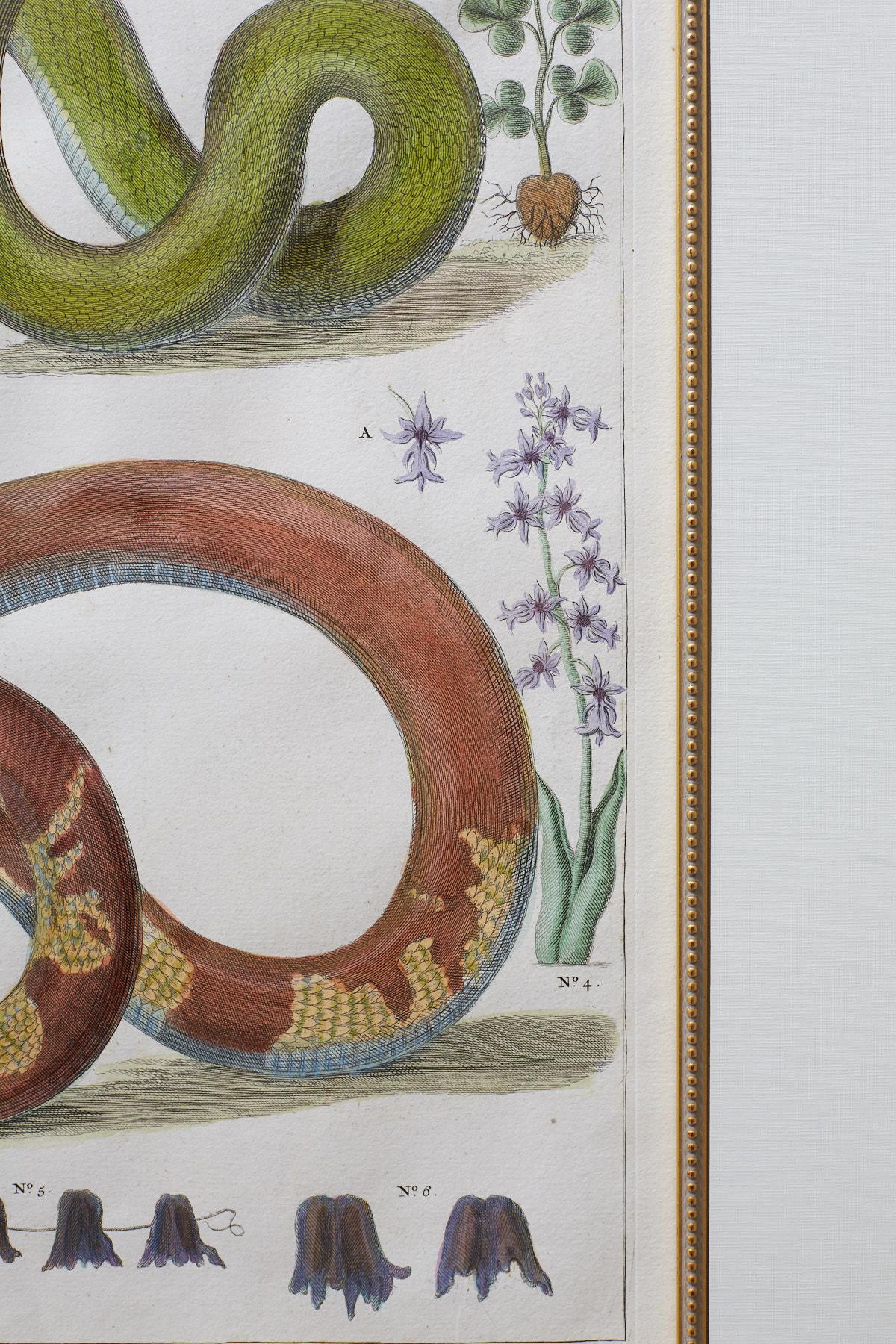 Set of Four Albertus Seba Hand-Colored Snake Prints 8