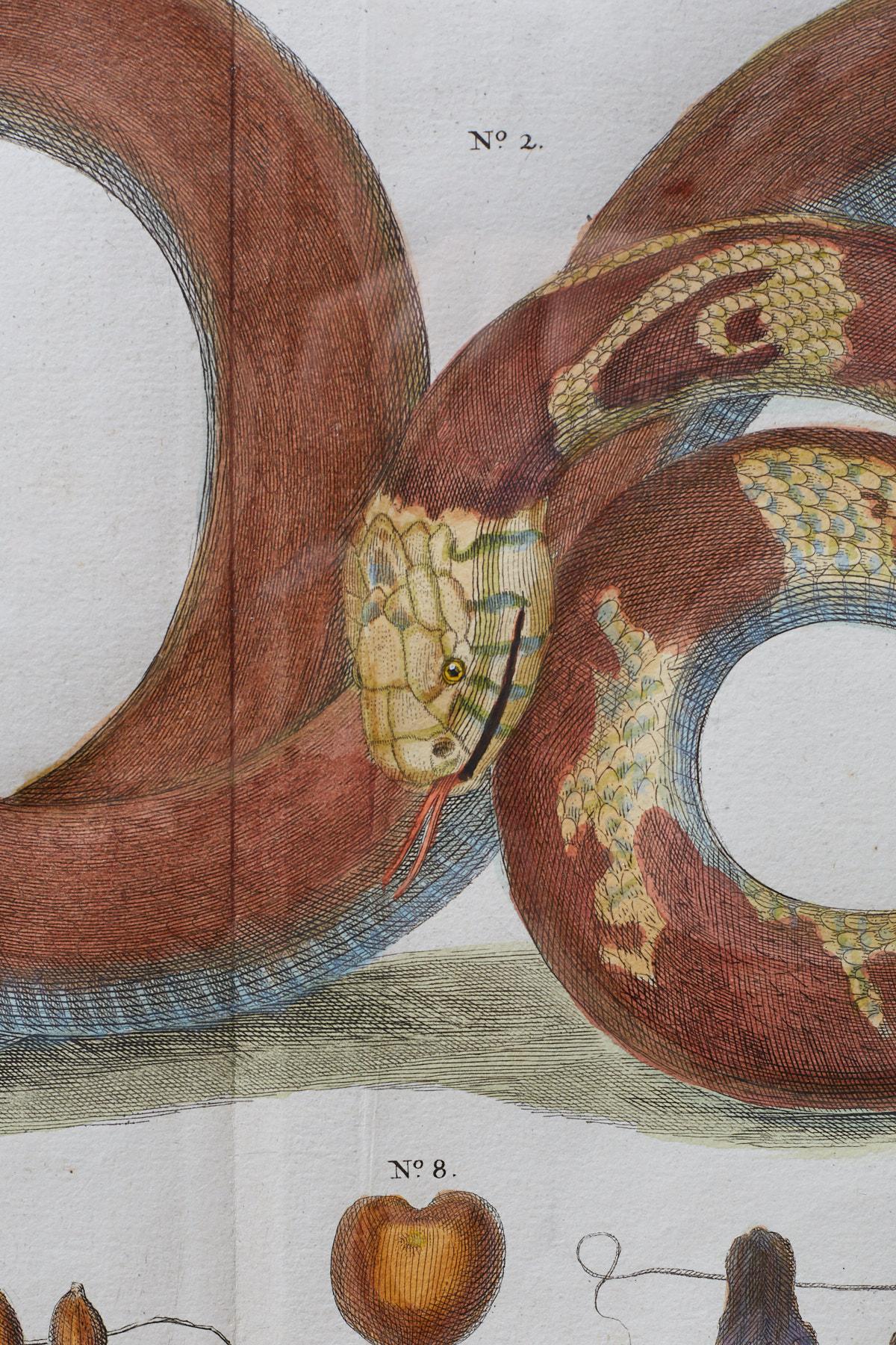 Set of Four Albertus Seba Hand-Colored Snake Prints 9