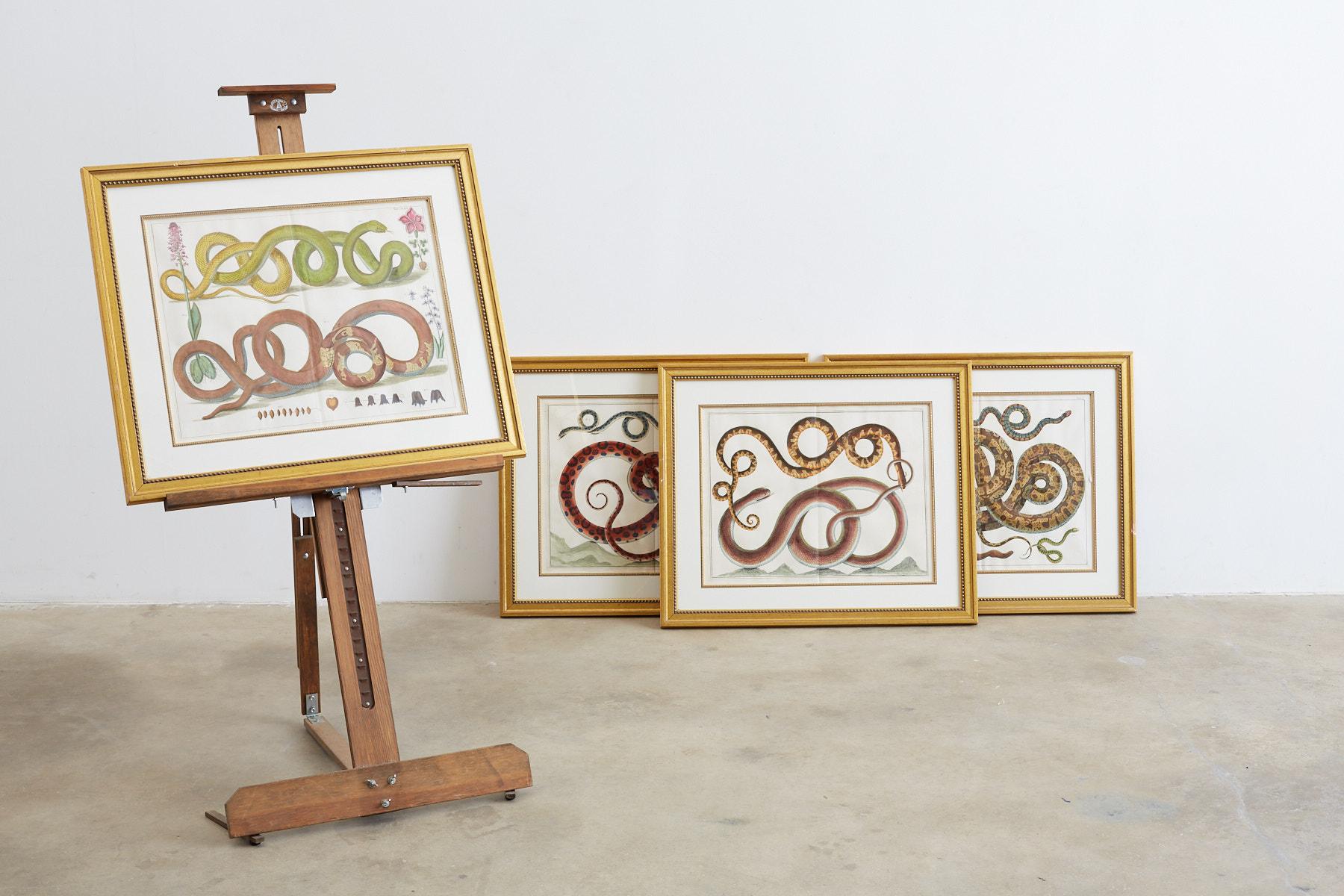 Set of Four Albertus Seba Hand-Colored Snake Prints 10
