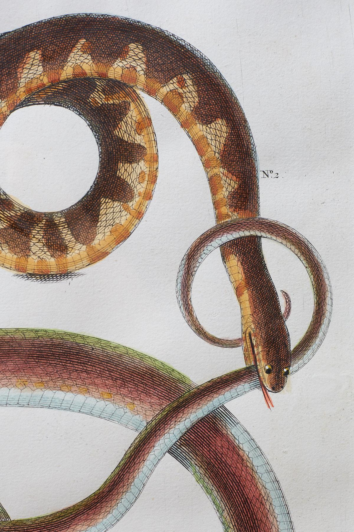 Modern Set of Four Albertus Seba Hand-Colored Snake Prints