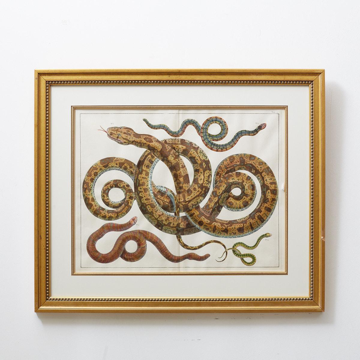 Set of Four Albertus Seba Hand-Colored Snake Prints In Good Condition In Rio Vista, CA