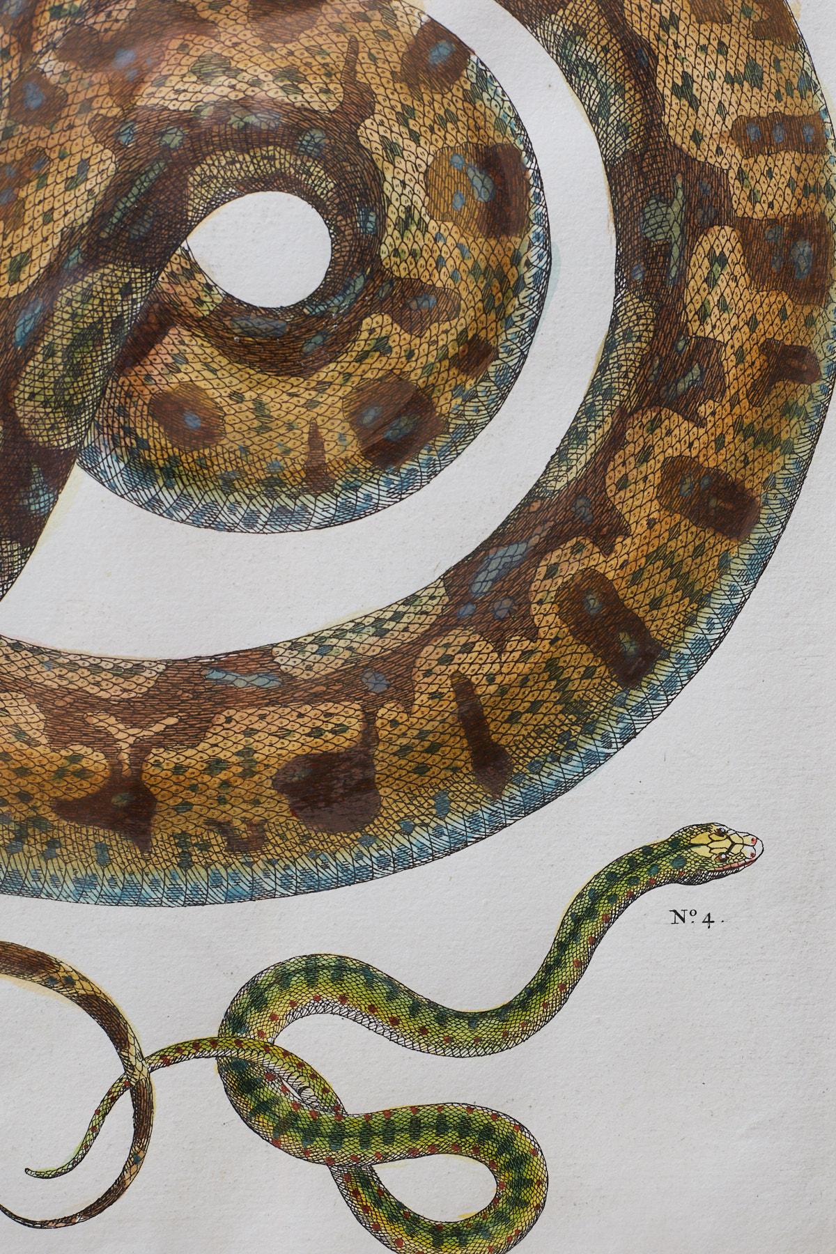 18th Century and Earlier Set of Four Albertus Seba Hand-Colored Snake Prints