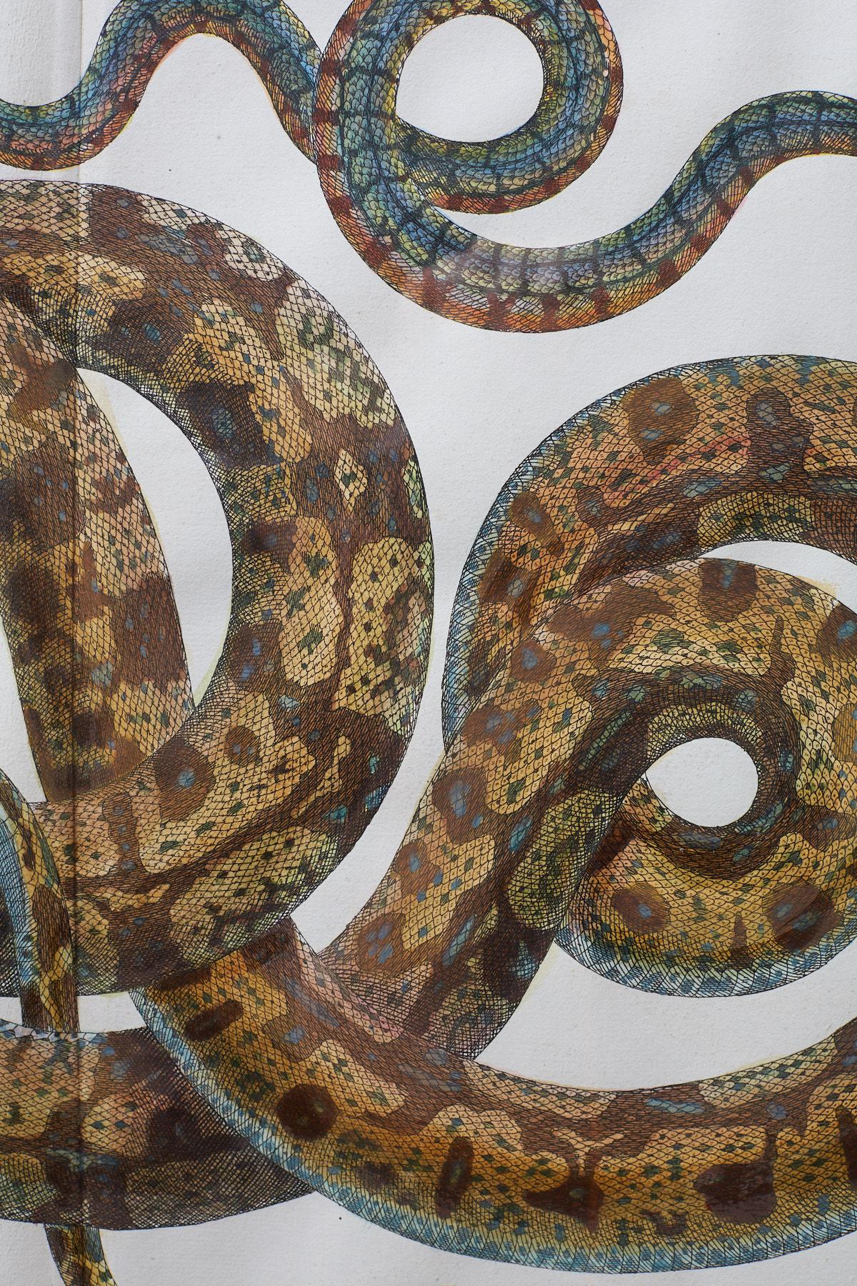 Glass Set of Four Albertus Seba Hand-Colored Snake Prints