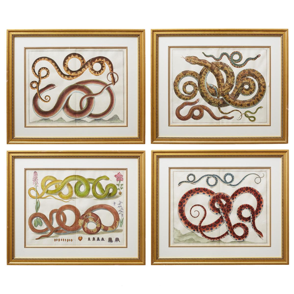 Set of Four Albertus Seba Hand-Colored Snake Prints