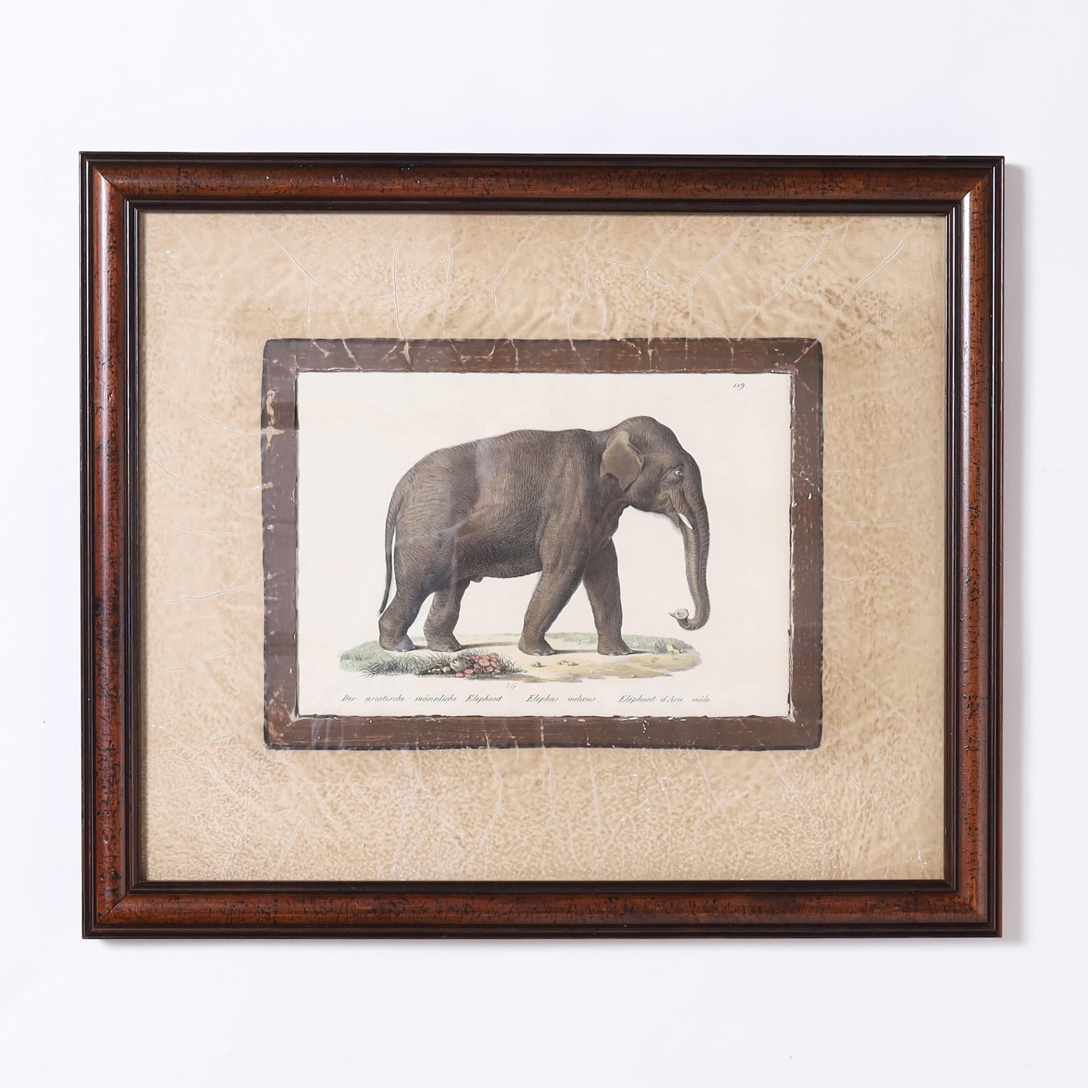 Intriguing set of four 19th century hand colored stone lithographs depicting animal species by the prolific Swiss artist and print maker Karl Joseph Brodtmann. Presented under glass in mahogany frames. 