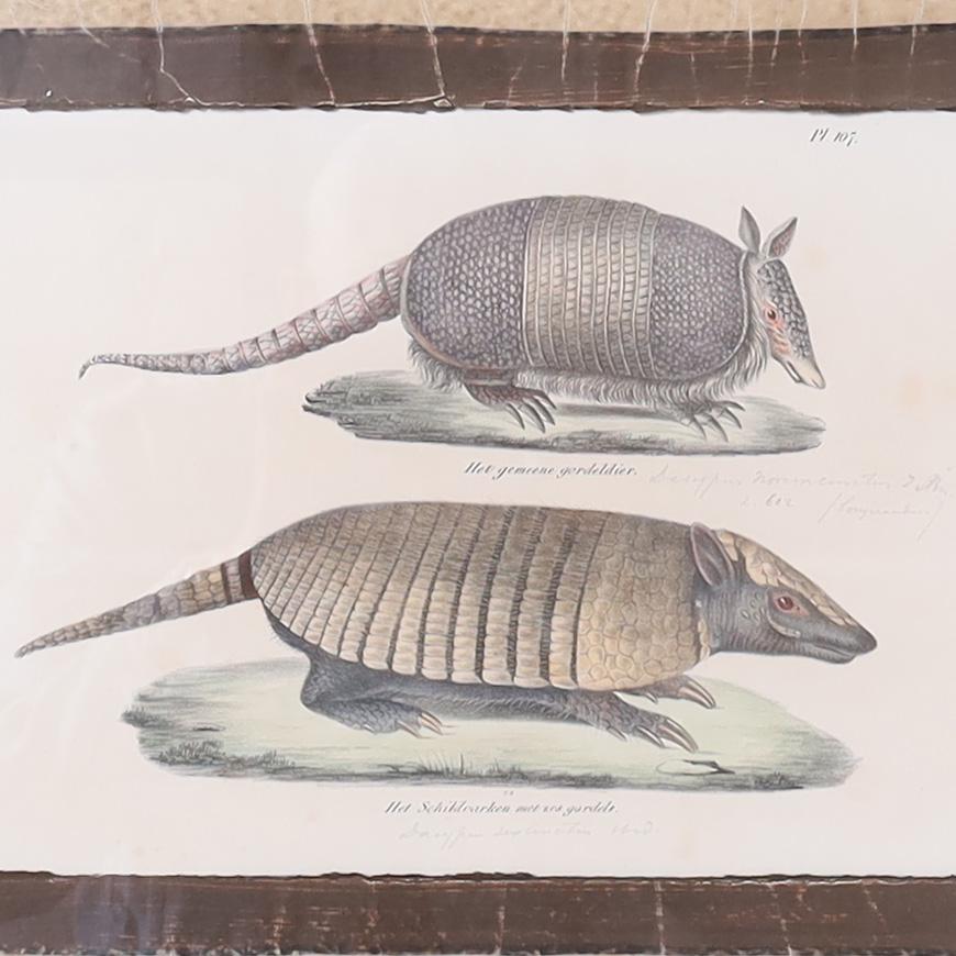 19th Century Set of Four Animal Stone Lithographs For Sale