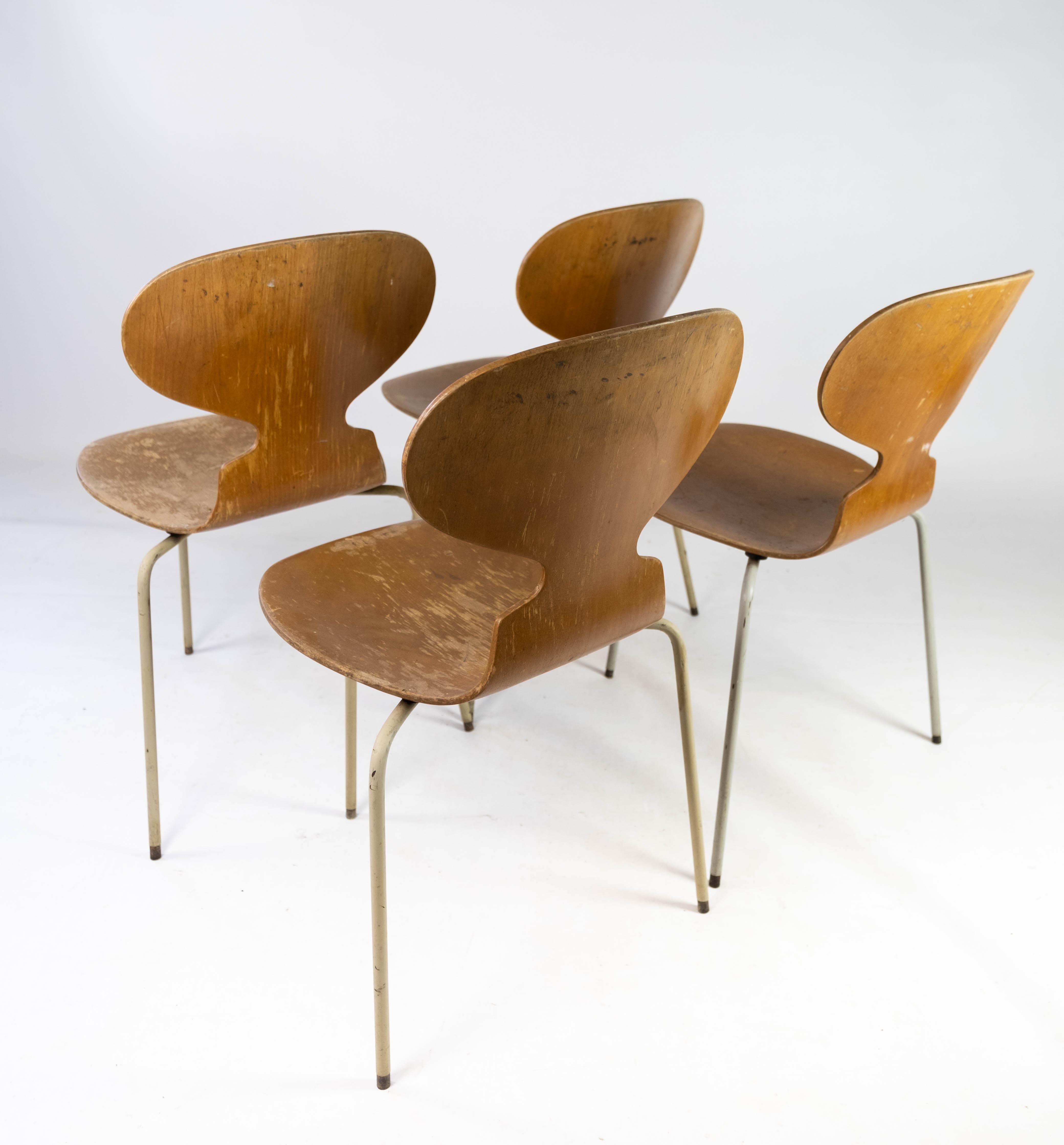 Set of Four Ant Chairs, Model 3101, in Light Wood, by Arne Jacobsen, 1950s For Sale 3