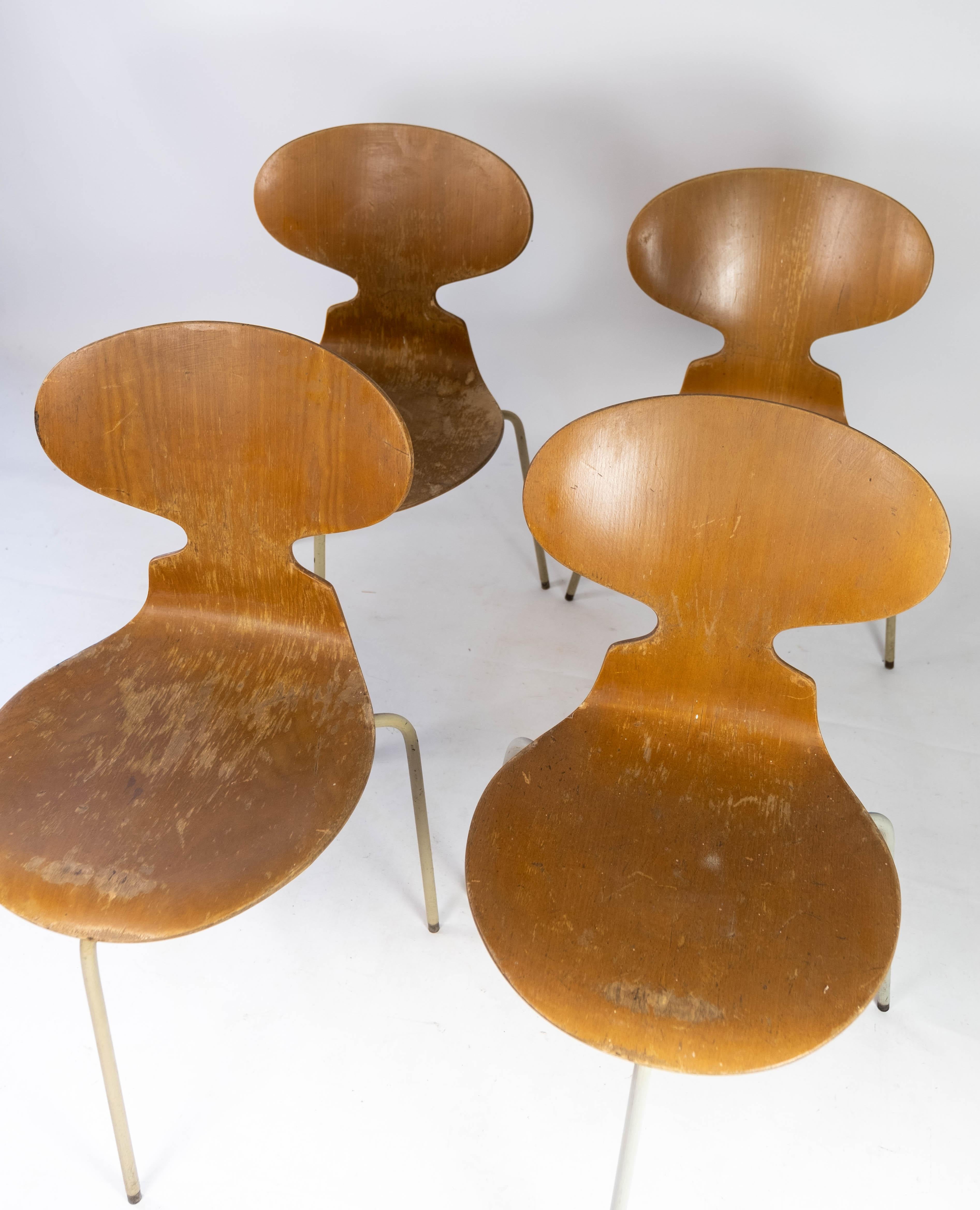 Danish Set of Four Ant Chairs, Model 3101, in Light Wood, by Arne Jacobsen, 1950s For Sale