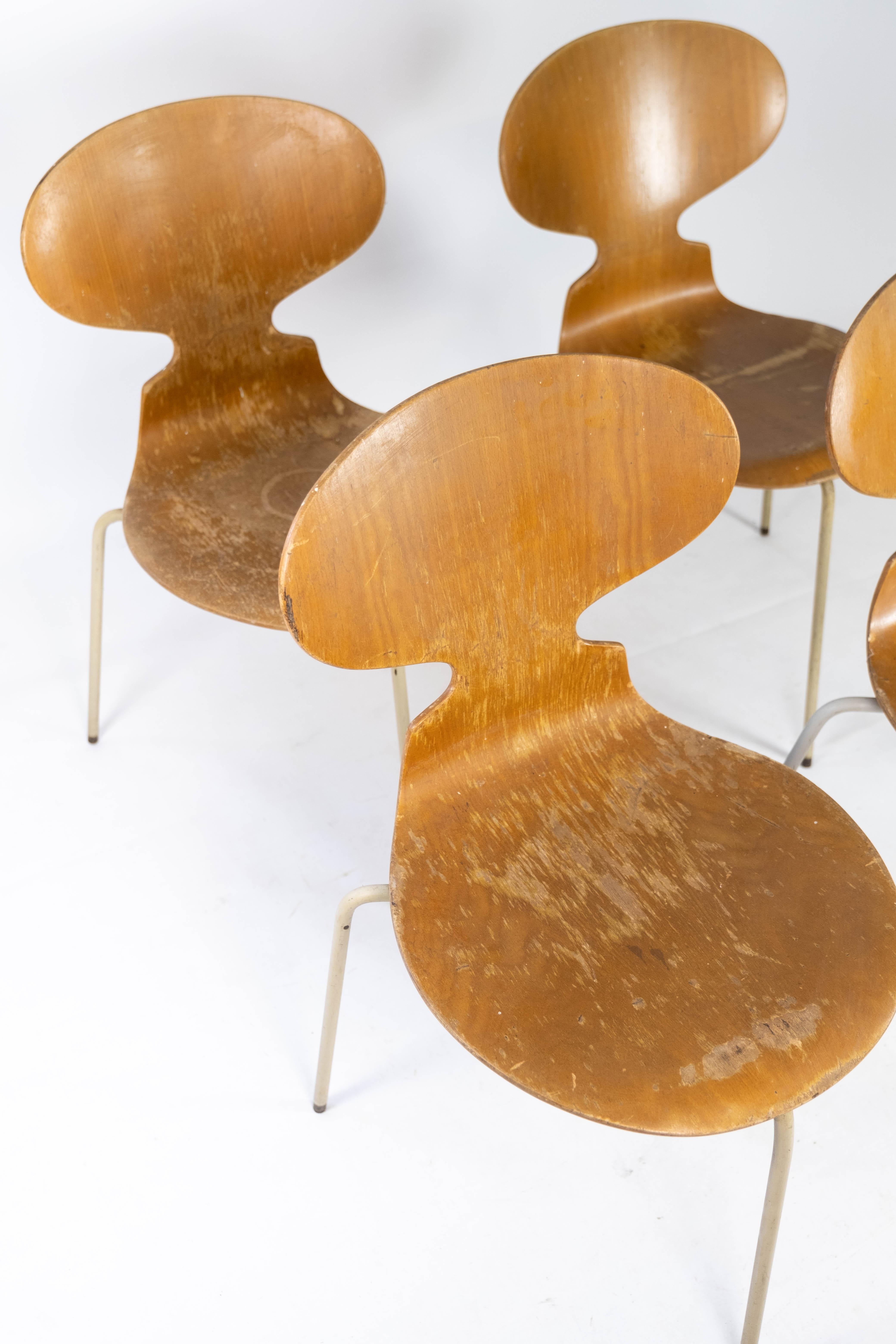 Set of Four Ant Chairs, Model 3101, in Light Wood, by Arne Jacobsen, 1950s In Good Condition For Sale In Lejre, DK