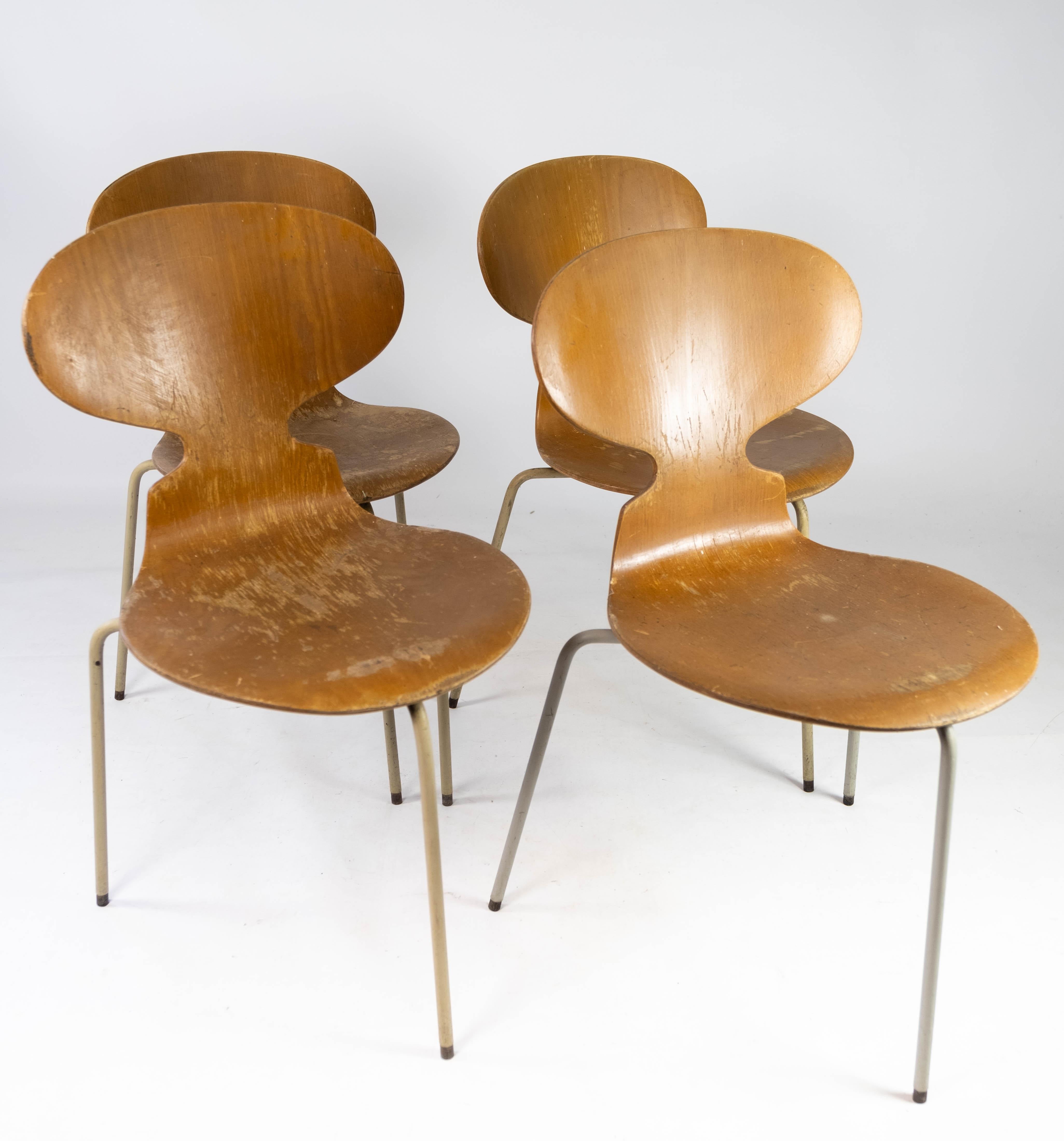 Danois Ensemble de quatre chaises Fourmi, modèle 3101, en Wood Light, par Arne Jacobsen, années 1950 en vente