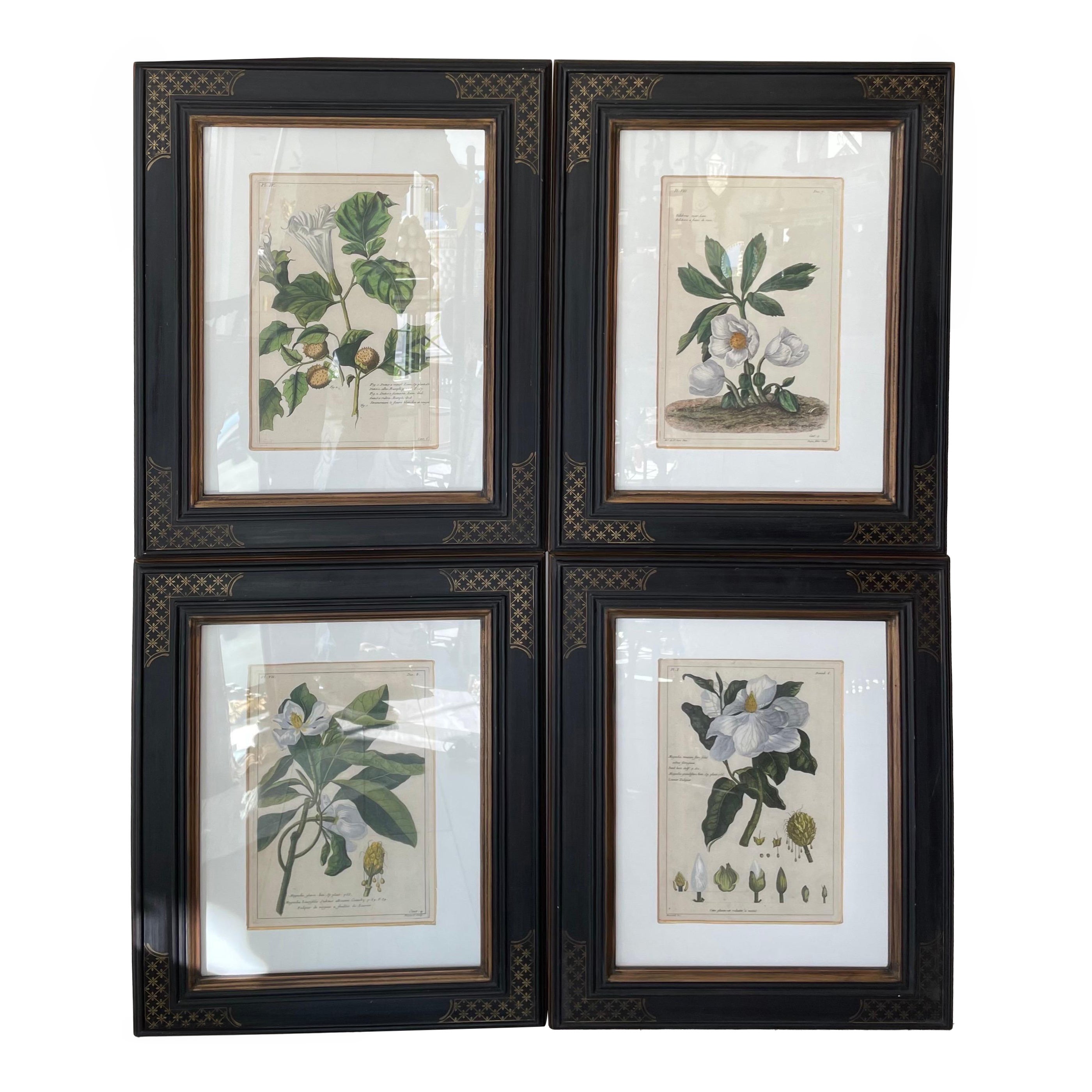 Set of Four Antique Botanical Engravings Framed by Trowbridge