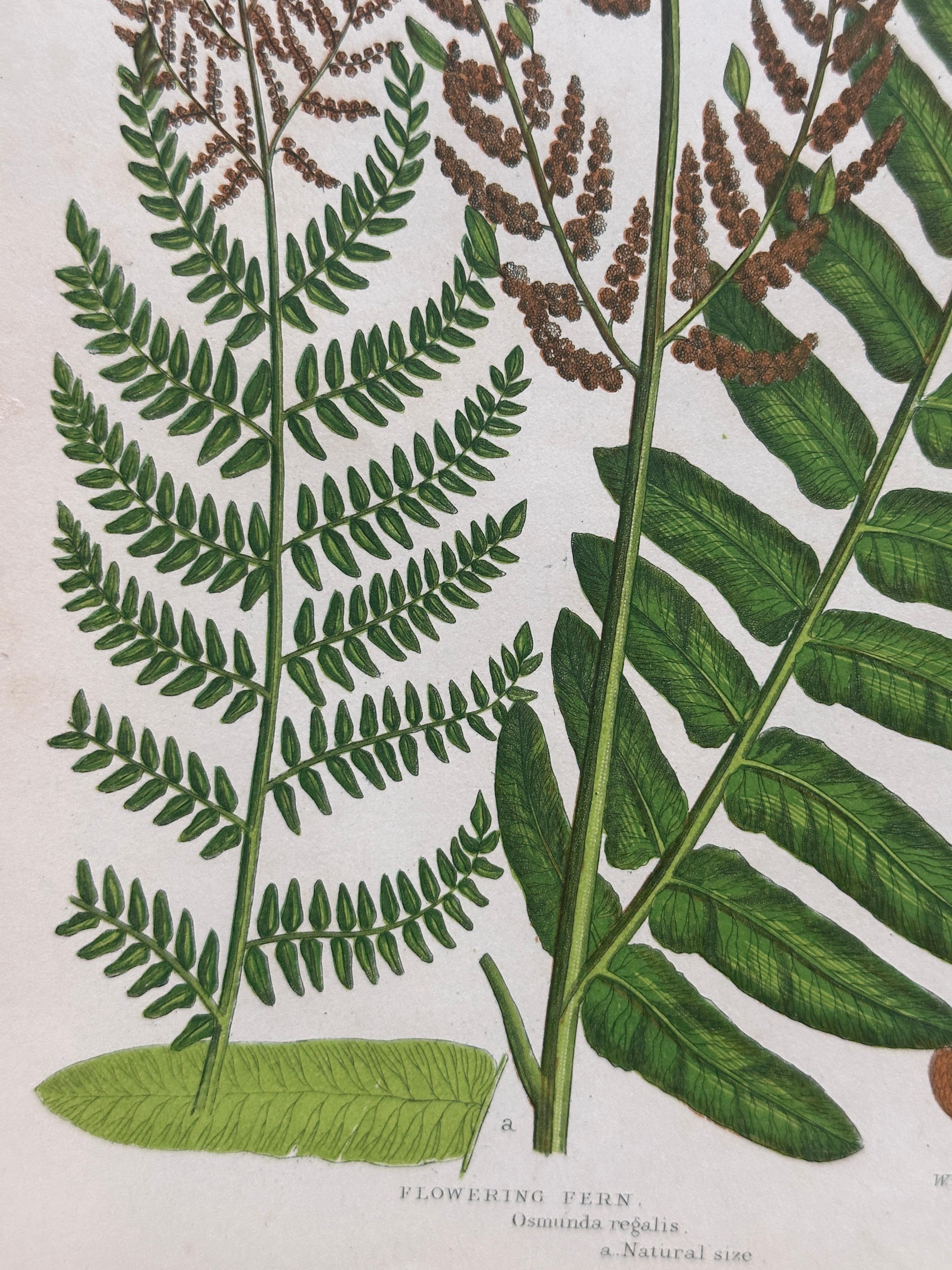 Set of Four Antique Botanical Fern Prints by Anne Pratt, Hand-Colored, 1855 For Sale 4