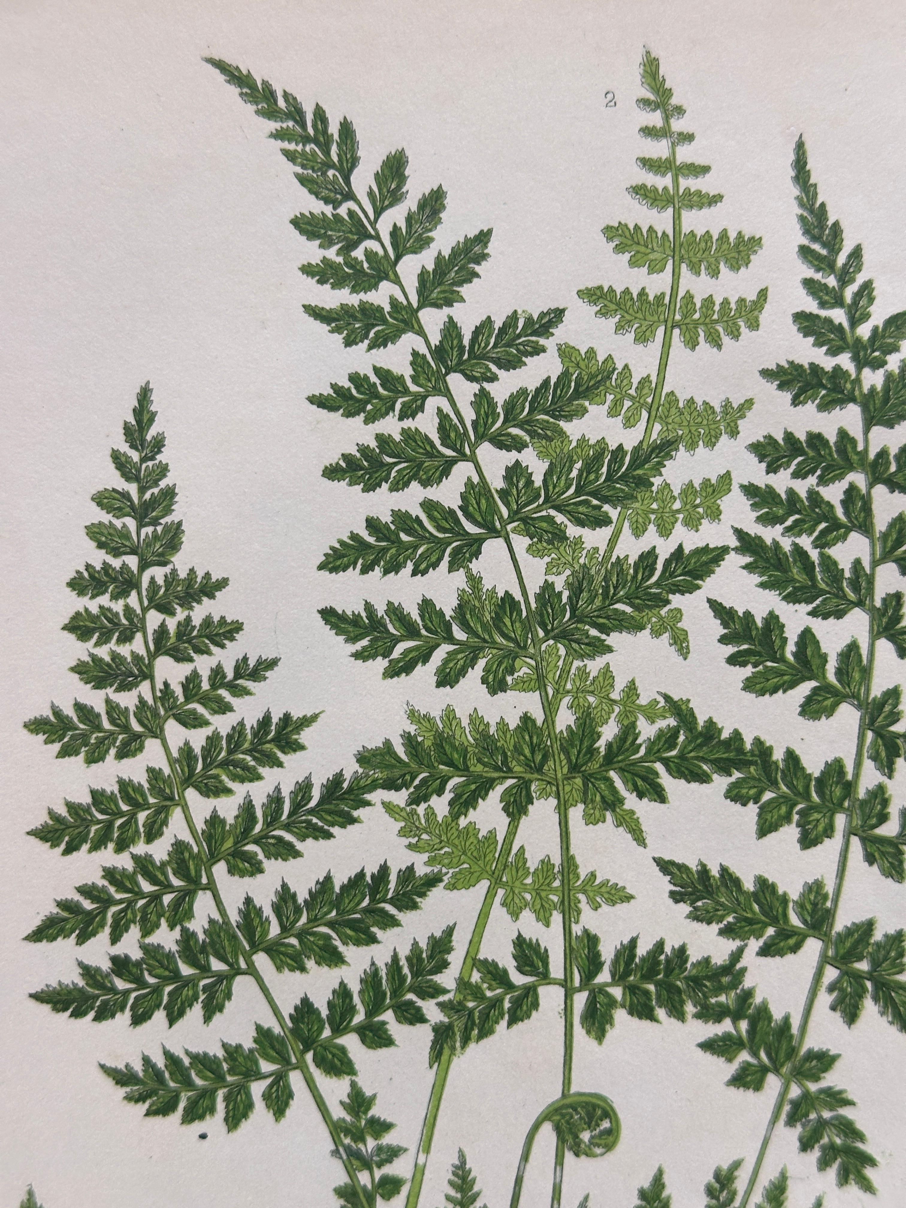 Set of Four Antique Botanical Fern Prints by Anne Pratt, Hand-Colored, 1855 For Sale 5