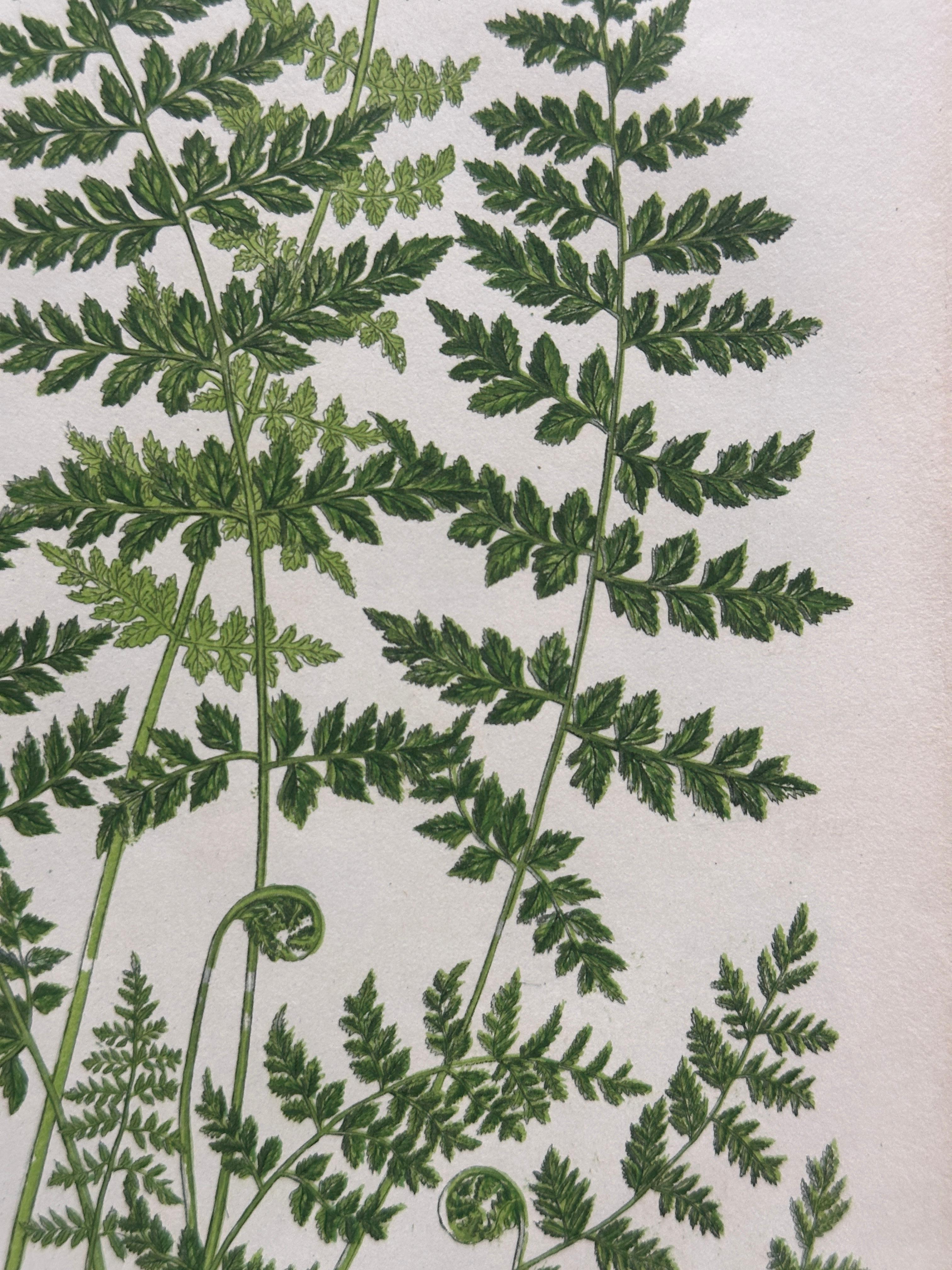 Set of Four Antique Botanical Fern Prints by Anne Pratt, Hand-Colored, 1855 For Sale 6