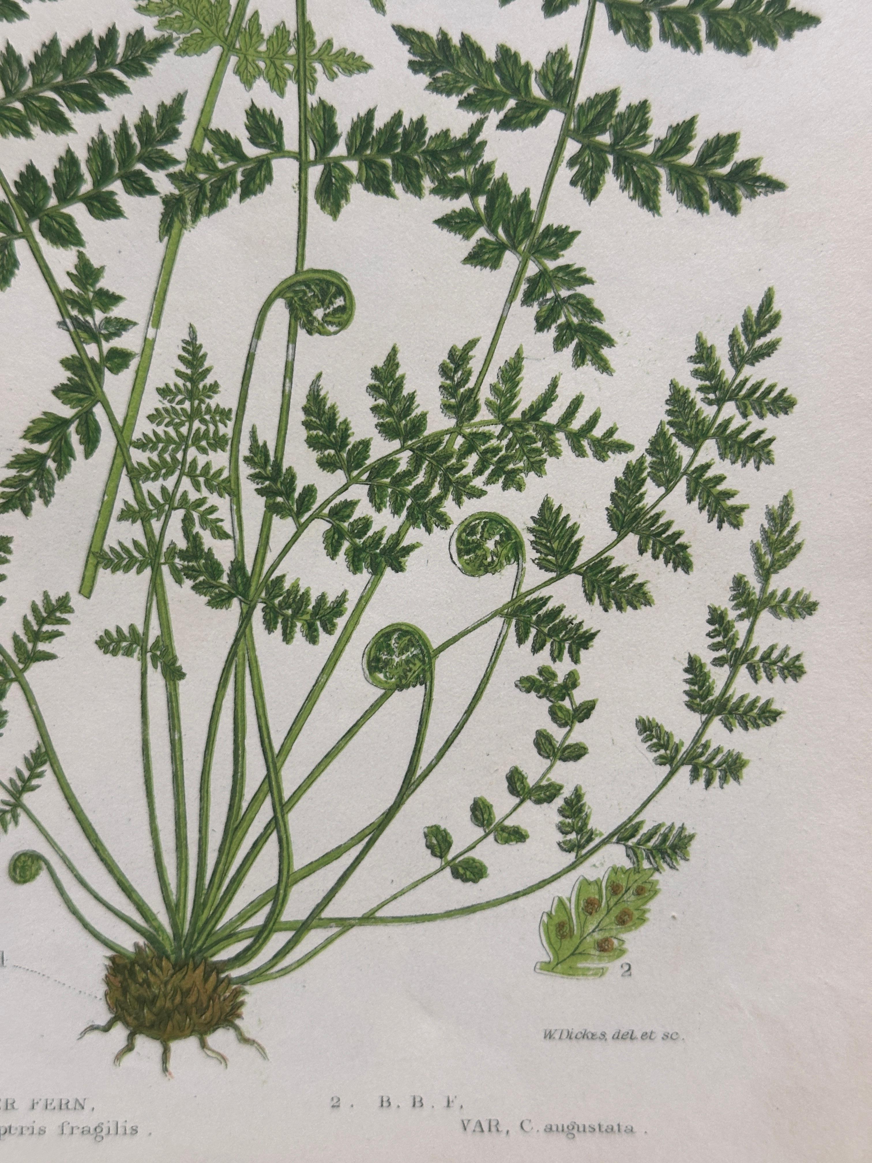 Set of Four Antique Botanical Fern Prints by Anne Pratt, Hand-Colored, 1855 For Sale 7