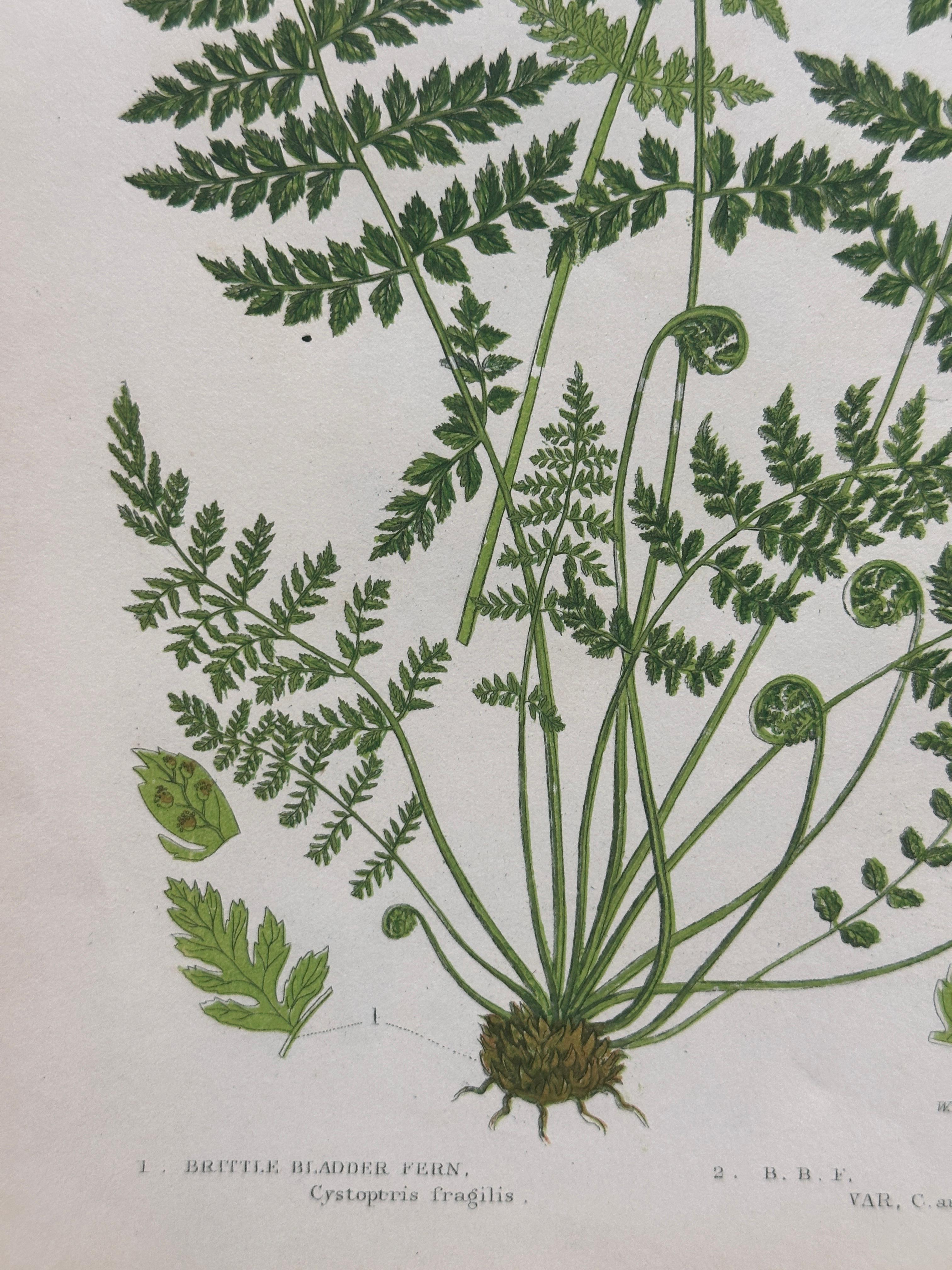 Set of Four Antique Botanical Fern Prints by Anne Pratt, Hand-Colored, 1855 For Sale 8