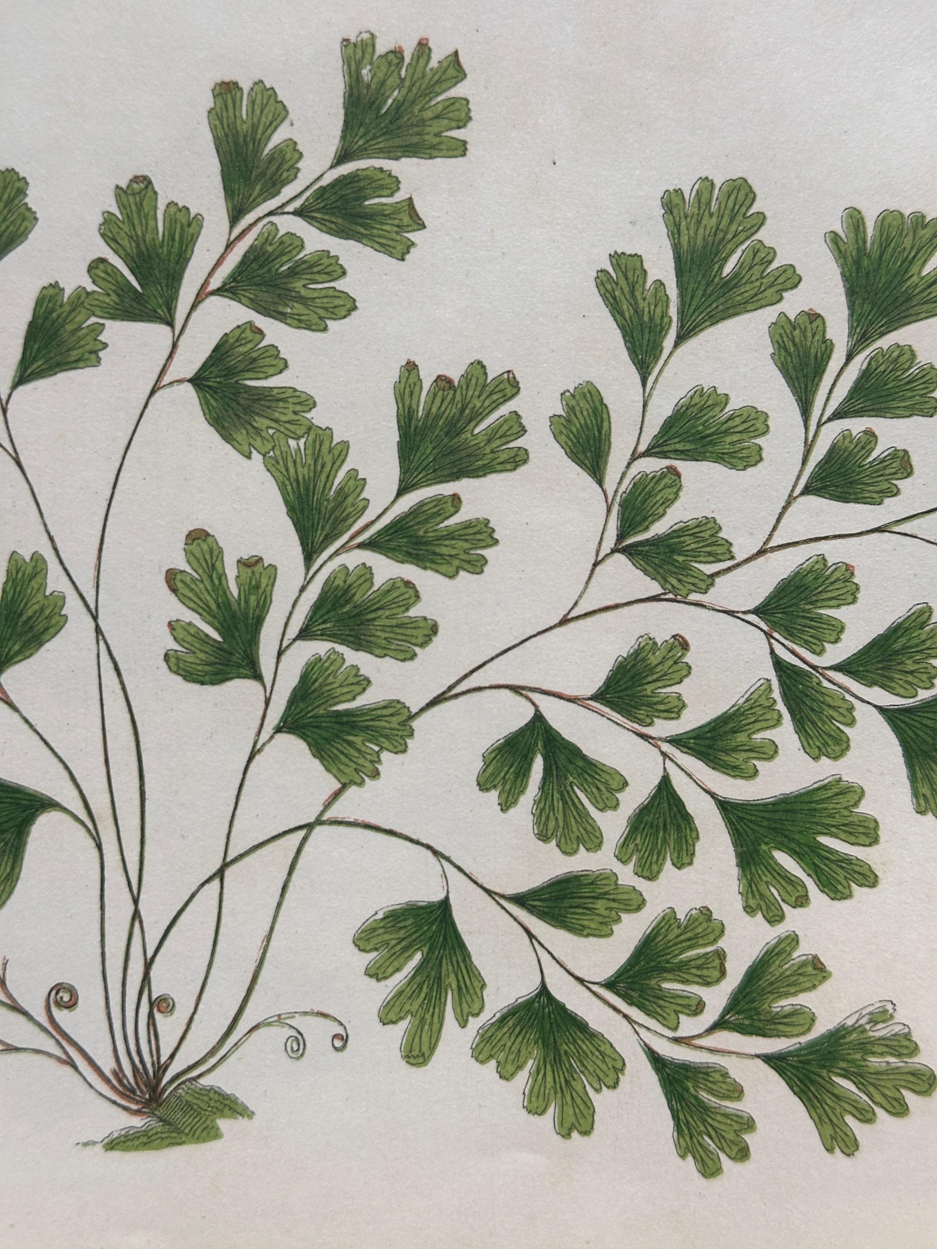 Set of Four Antique Botanical Fern Prints by Anne Pratt, Hand-Colored, 1855 For Sale 9