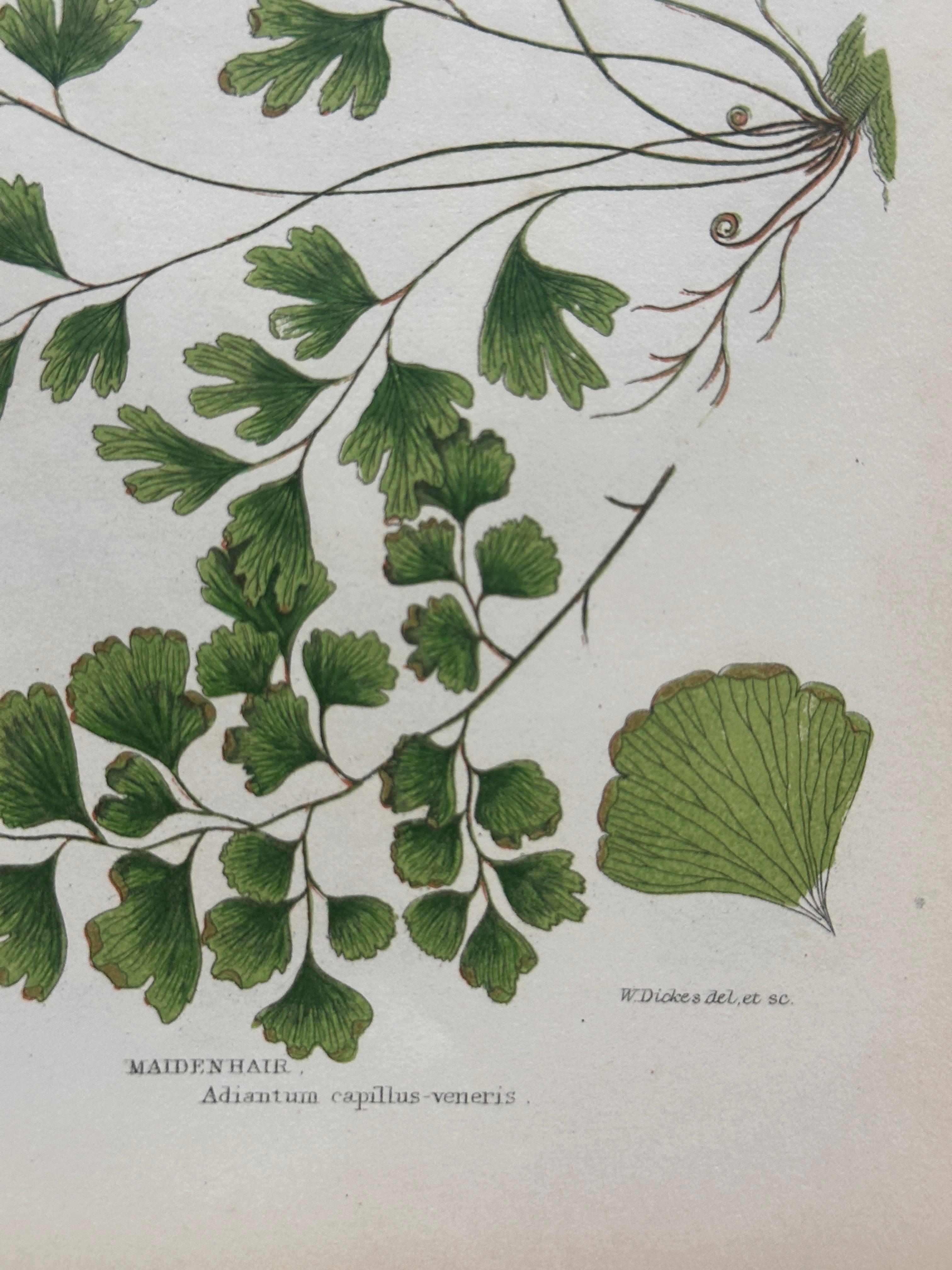 Set of Four Antique Botanical Fern Prints by Anne Pratt, Hand-Colored, 1855 For Sale 10