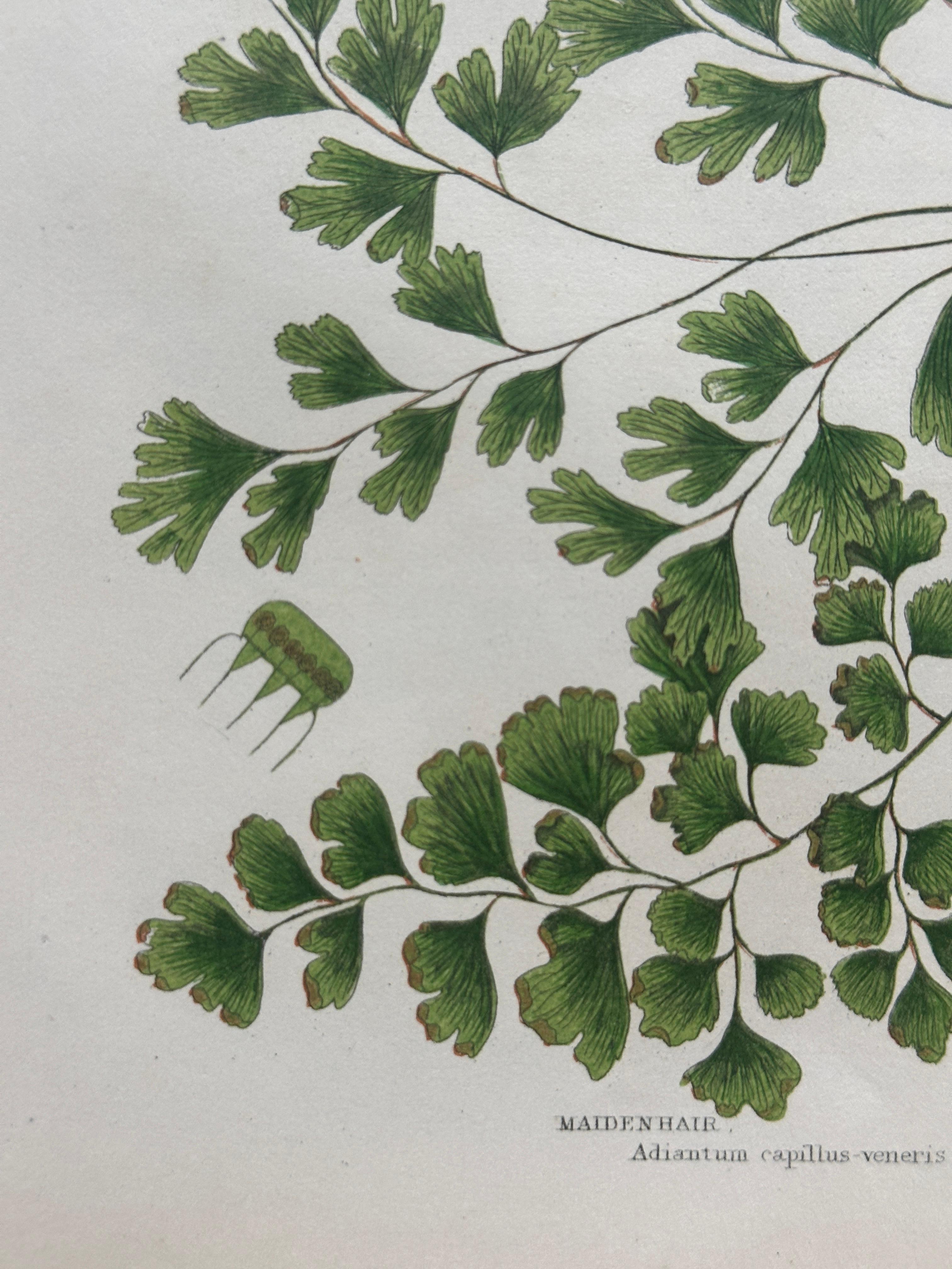 Set of Four Antique Botanical Fern Prints by Anne Pratt, Hand-Colored, 1855 For Sale 11