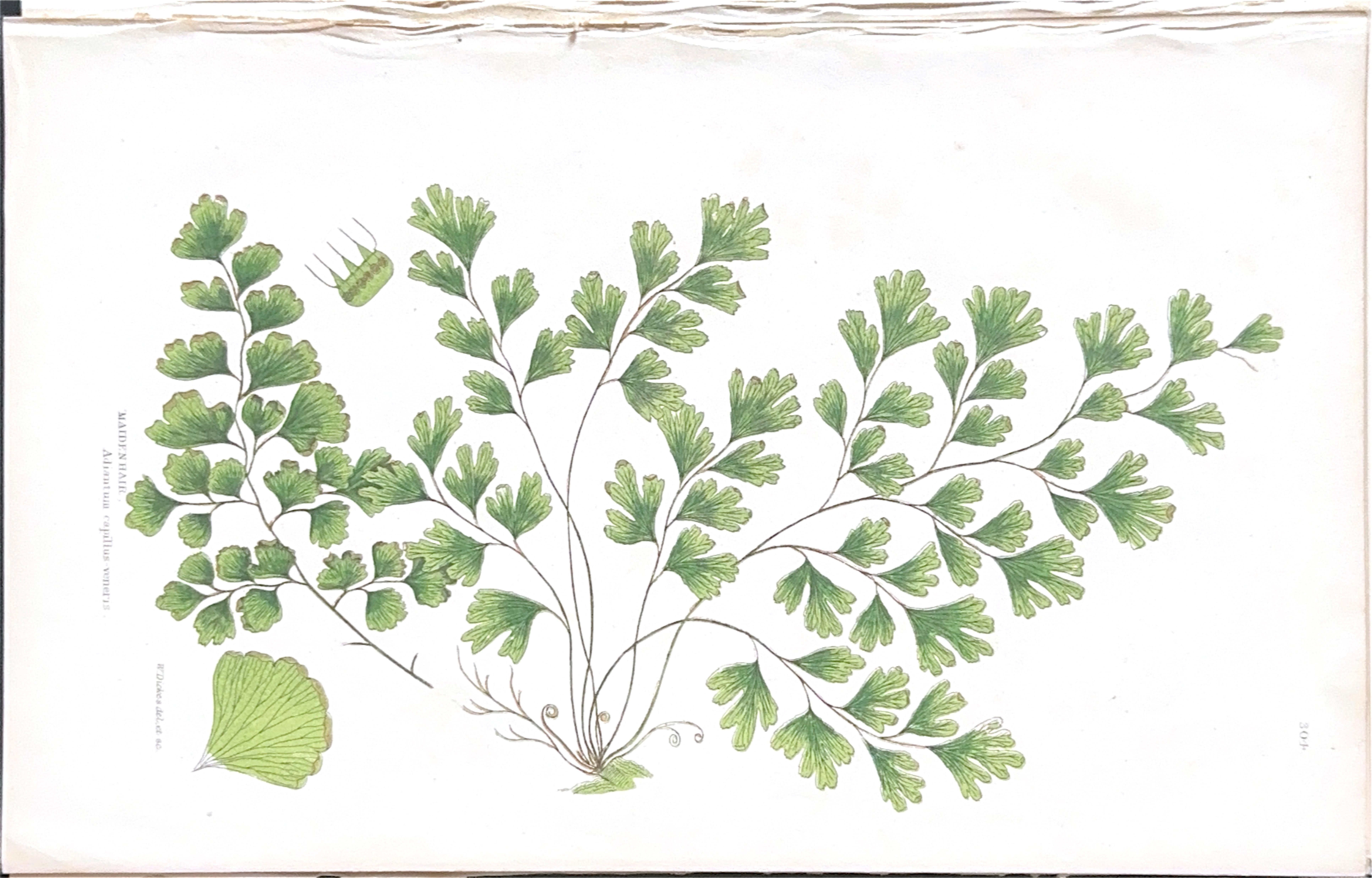 Set of Four Antique Botanical Fern Prints by Anne Pratt, Hand-Colored, 1855 For Sale 12