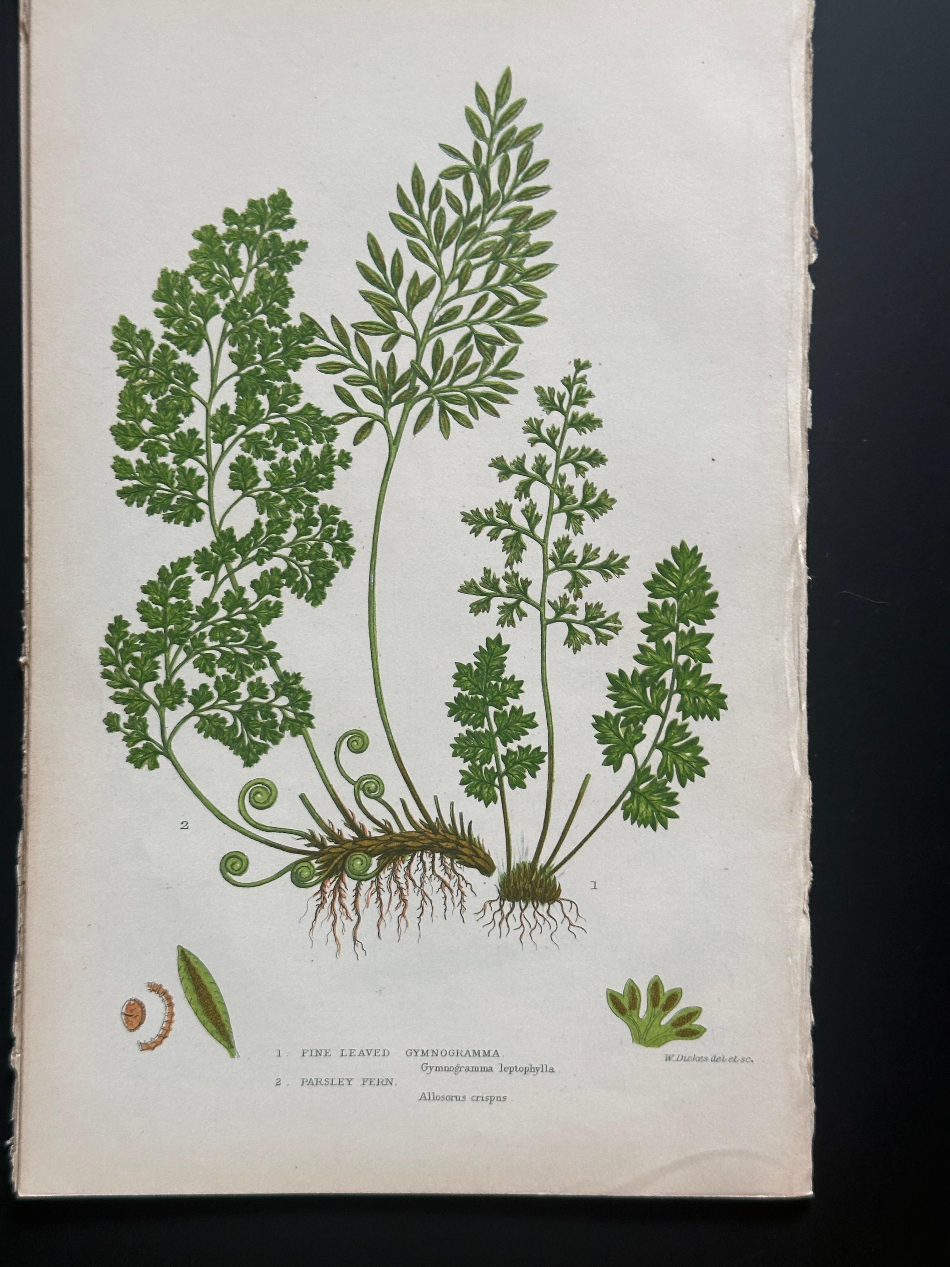 A rich and decorative set of four original hand-colored lithographs by Anne Pratt, a leading botanical illustrator of the Victorian era. These detailed prints were published in 1855 as part of her influential work “The British Ferns” and represent