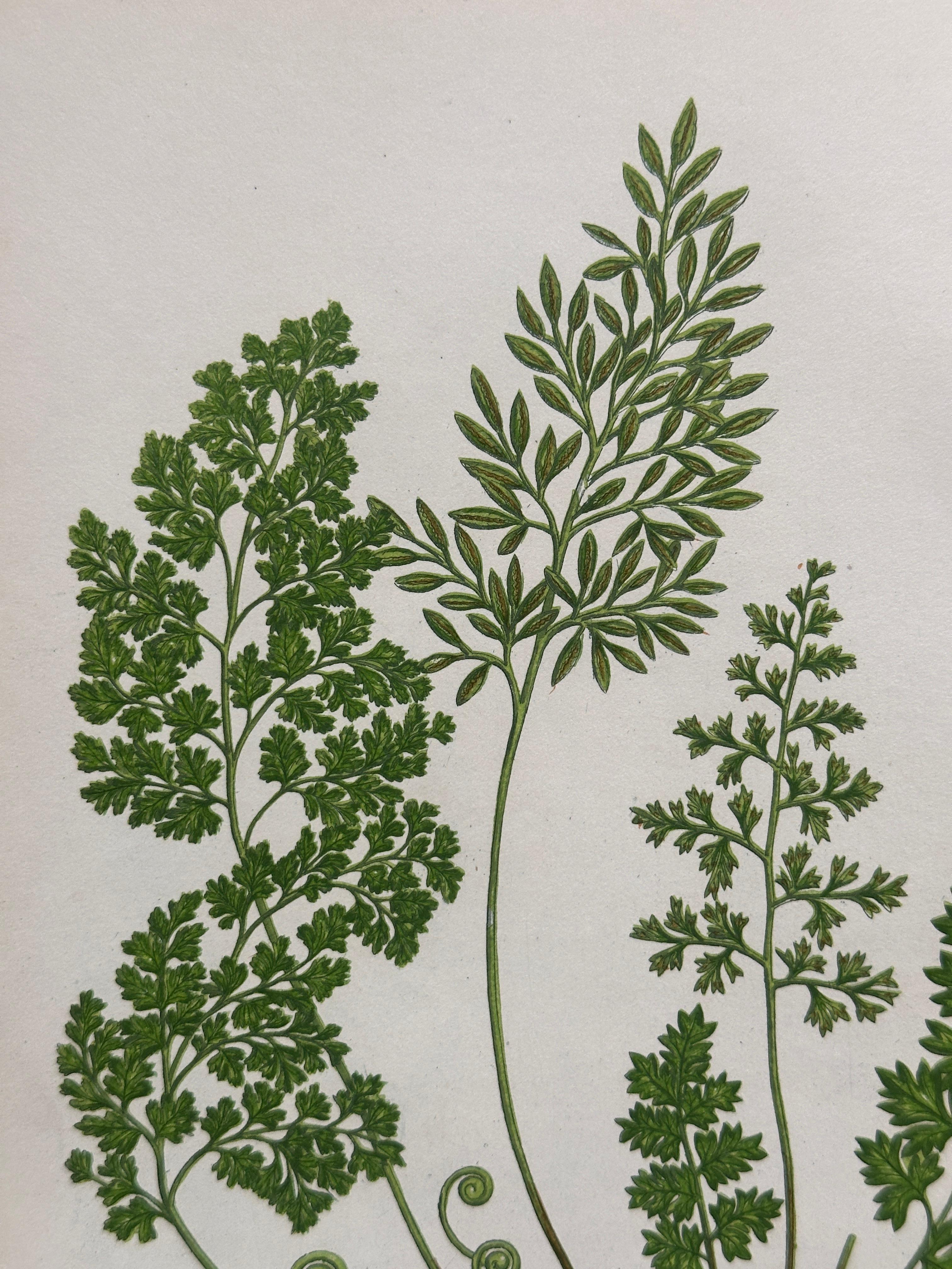 British Set of Four Antique Botanical Fern Prints by Anne Pratt, Hand-Colored, 1855 For Sale