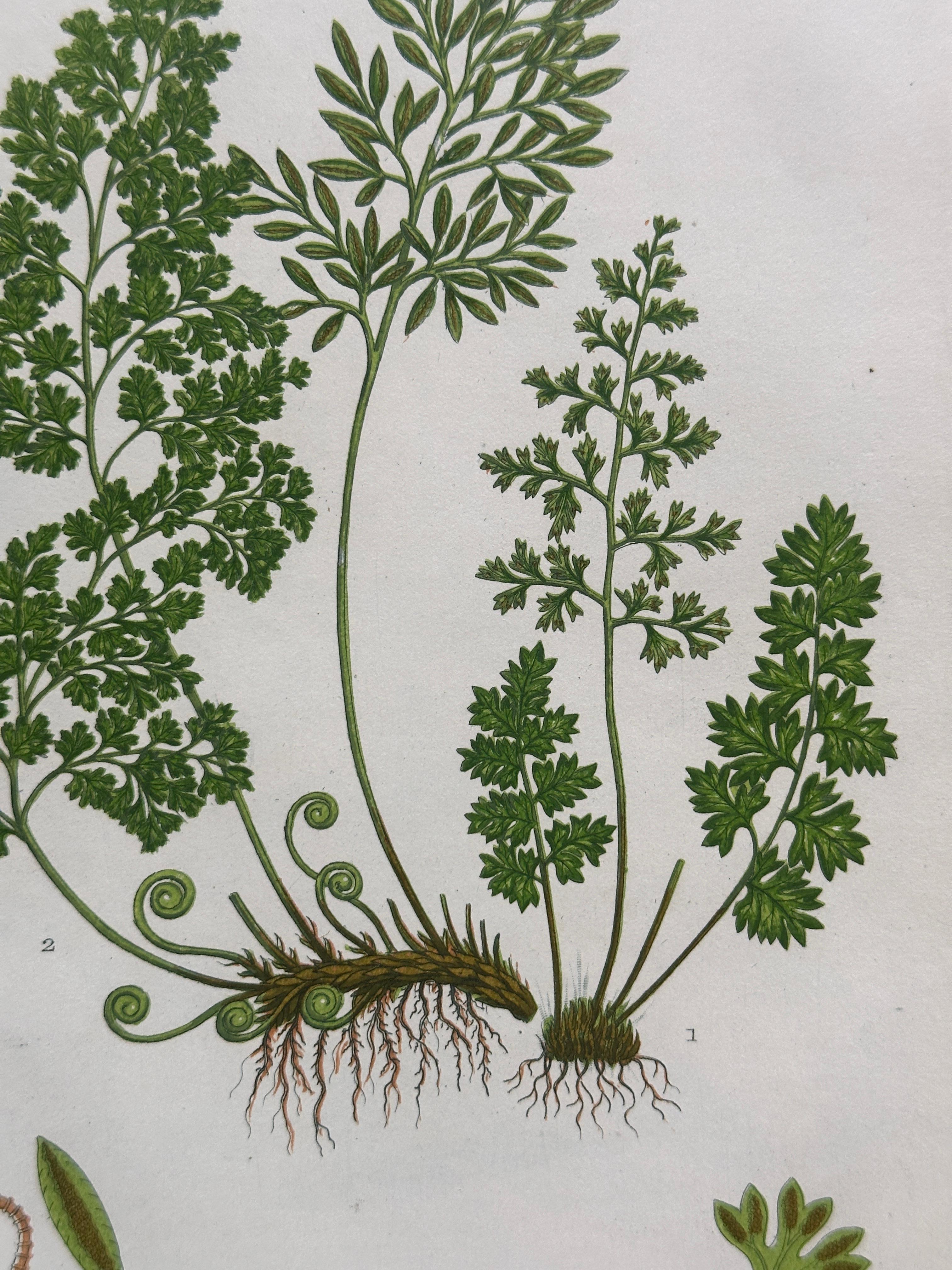 Set of Four Antique Botanical Fern Prints by Anne Pratt, Hand-Colored, 1855 In Good Condition For Sale In Fukuoka, JP