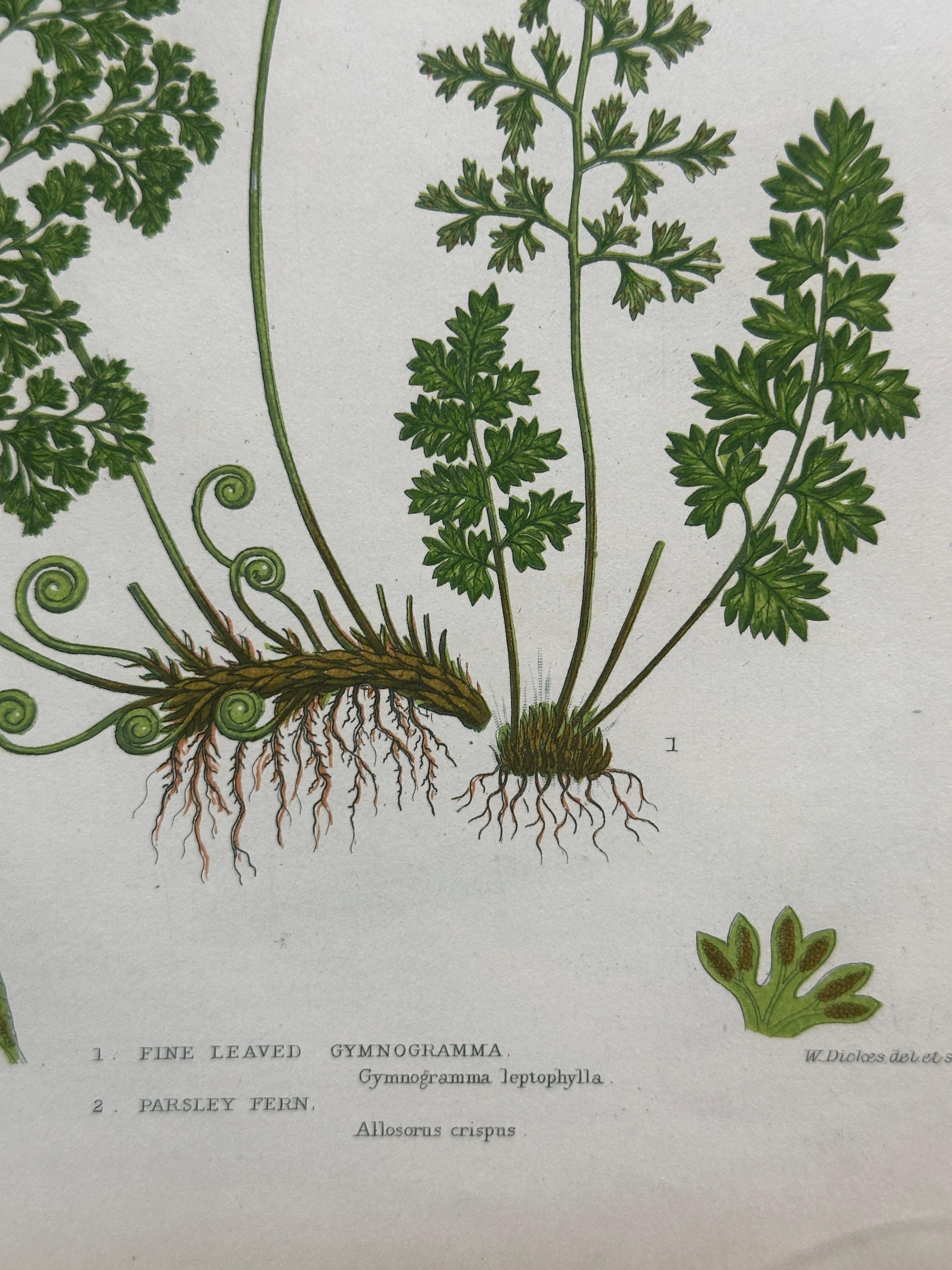 19th Century Set of Four Antique Botanical Fern Prints by Anne Pratt, Hand-Colored, 1855 For Sale