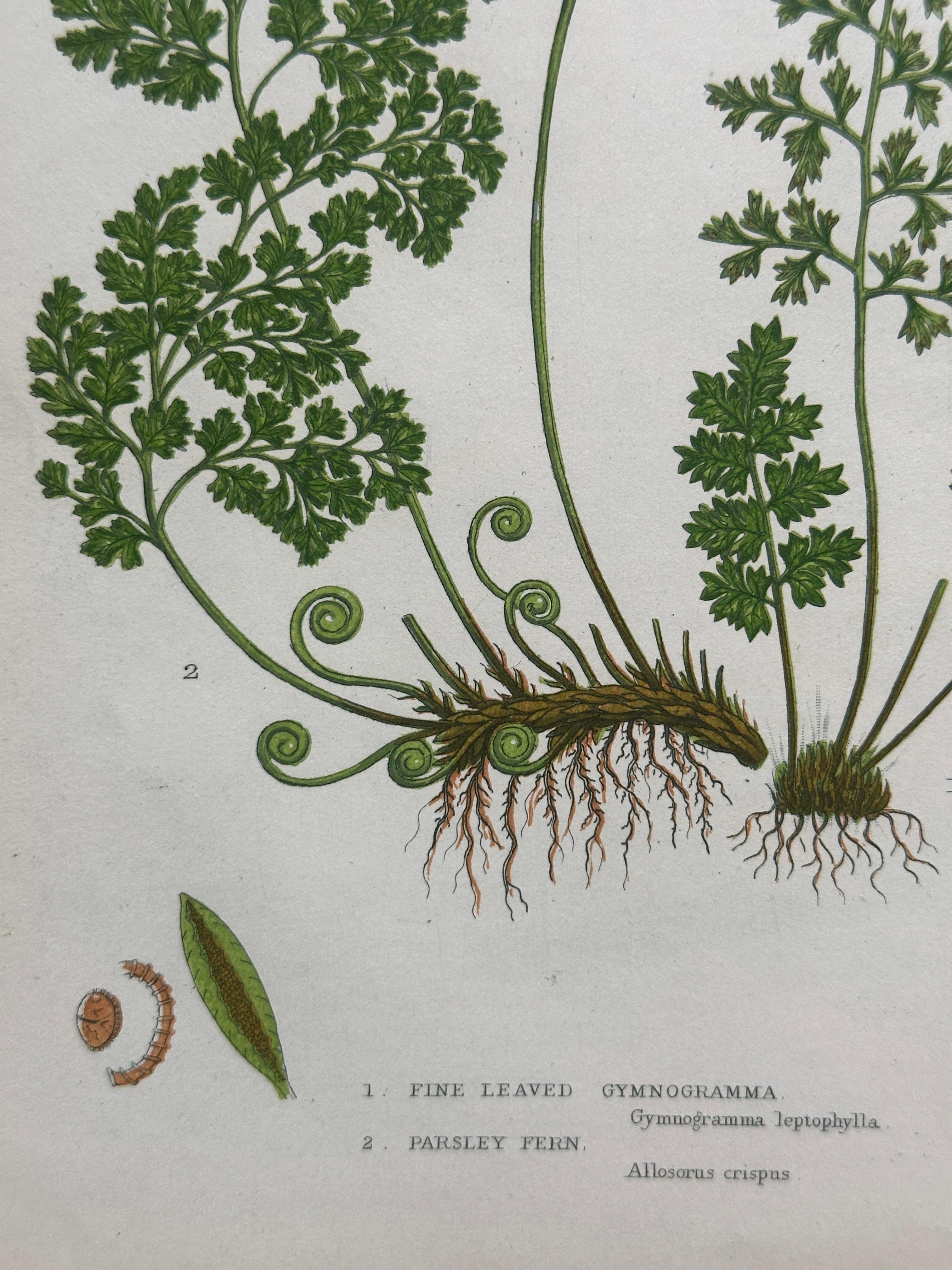 Paper Set of Four Antique Botanical Fern Prints by Anne Pratt, Hand-Colored, 1855 For Sale
