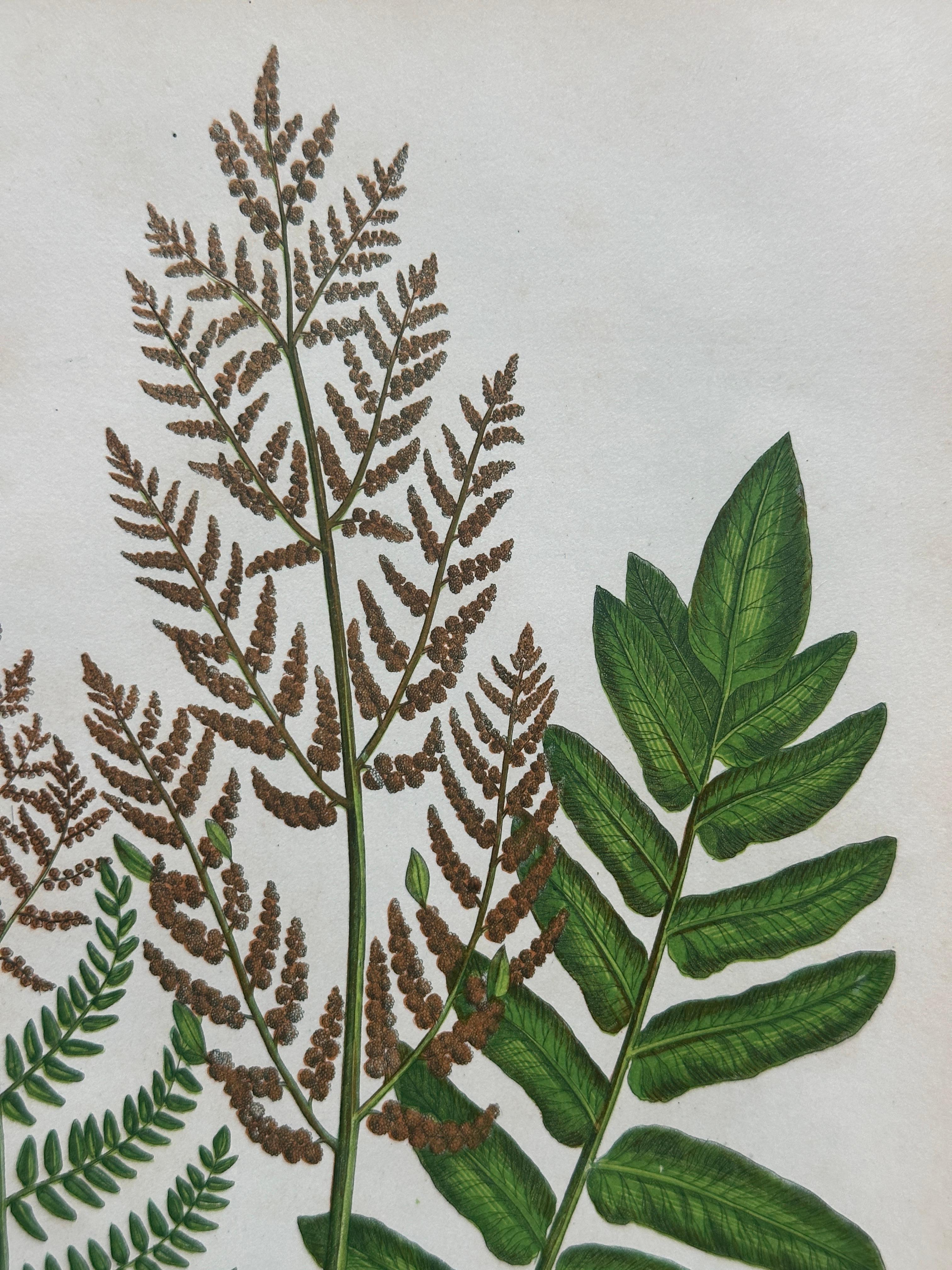 Set of Four Antique Botanical Fern Prints by Anne Pratt, Hand-Colored, 1855 For Sale 1