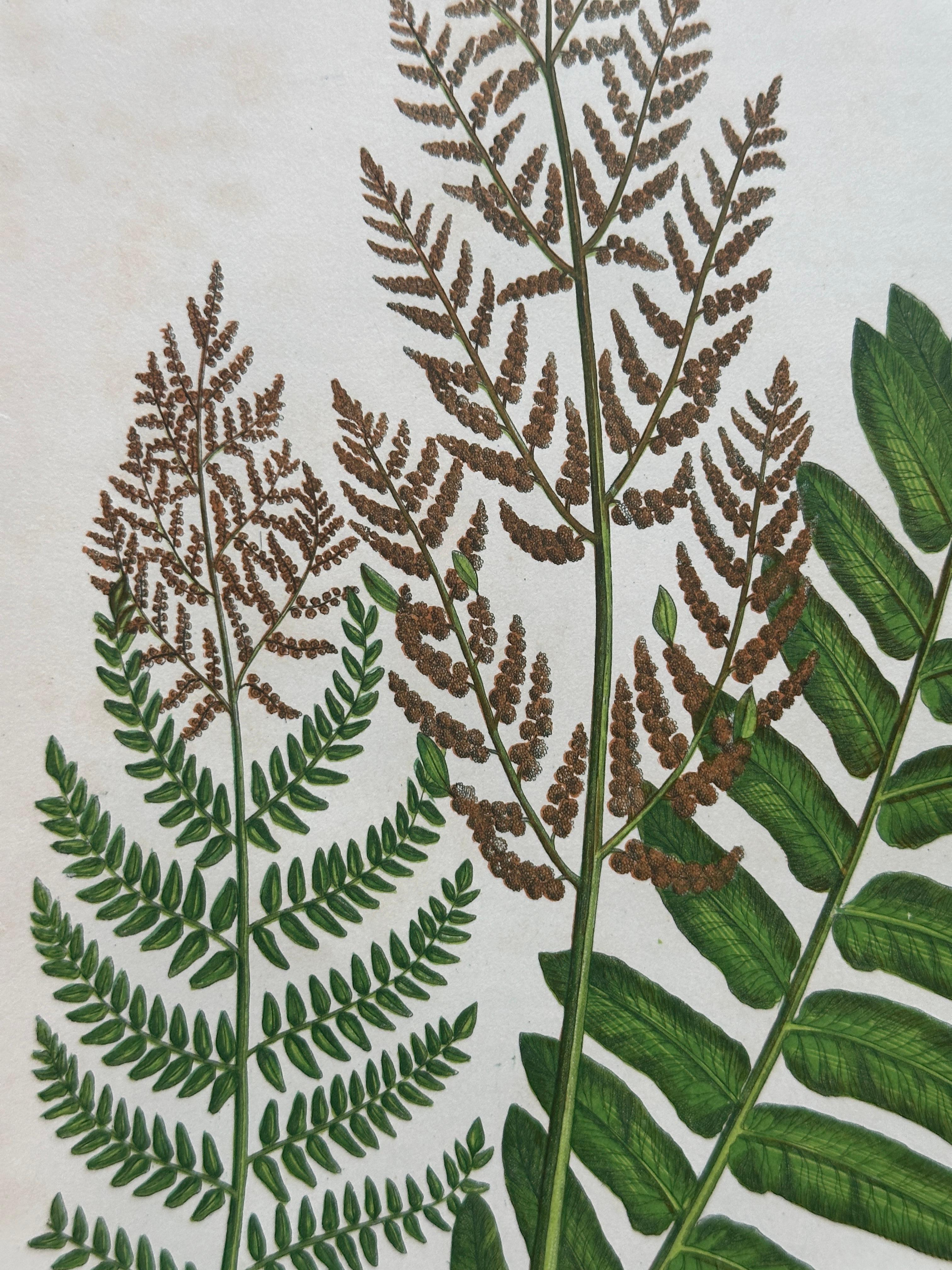 Set of Four Antique Botanical Fern Prints by Anne Pratt, Hand-Colored, 1855 For Sale 2