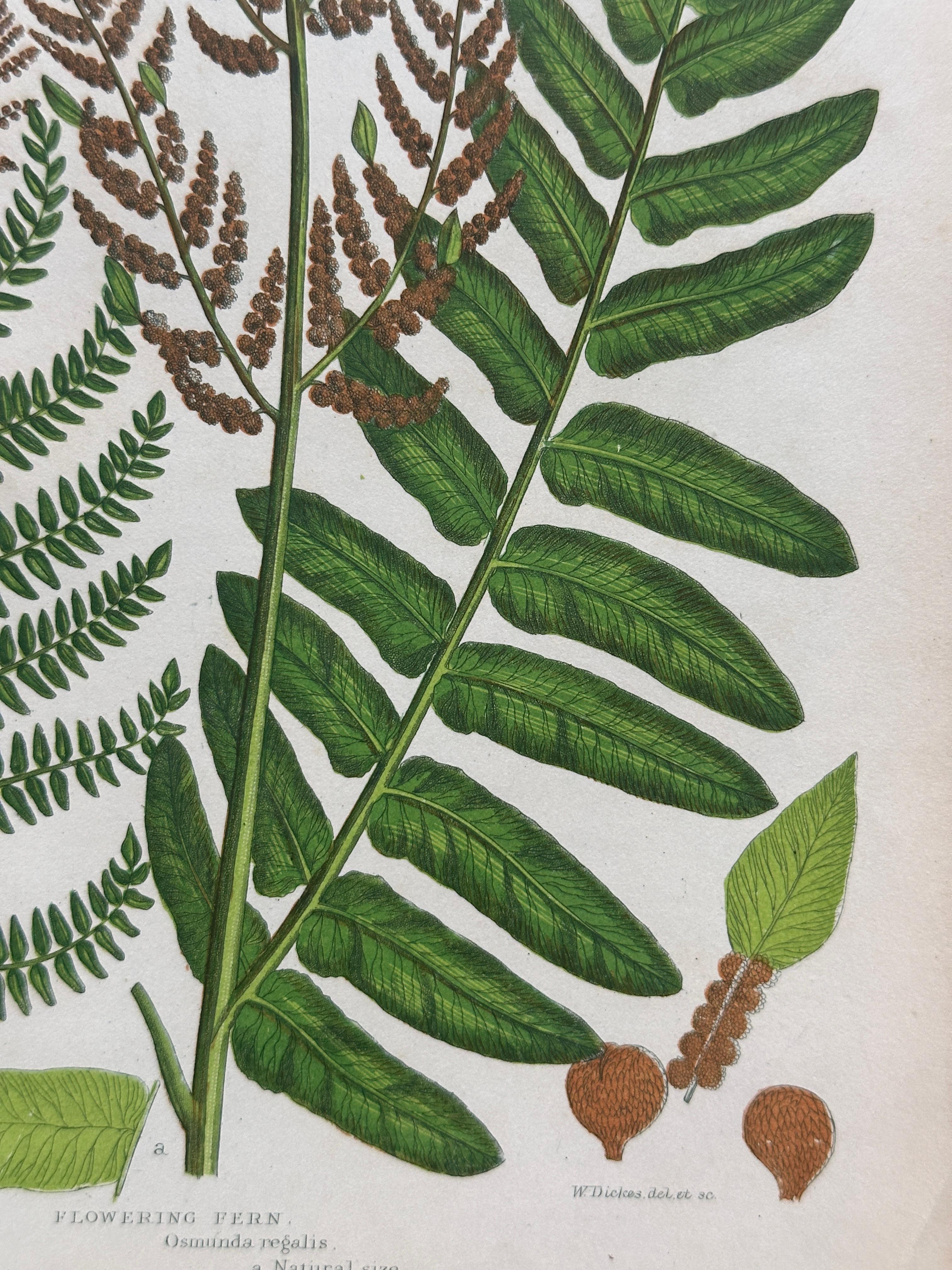 Set of Four Antique Botanical Fern Prints by Anne Pratt, Hand-Colored, 1855 For Sale 3