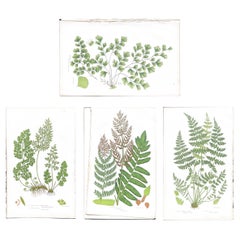 Set of Four Antique Botanical Fern Prints by Anne Pratt, Hand-Colored, 1855