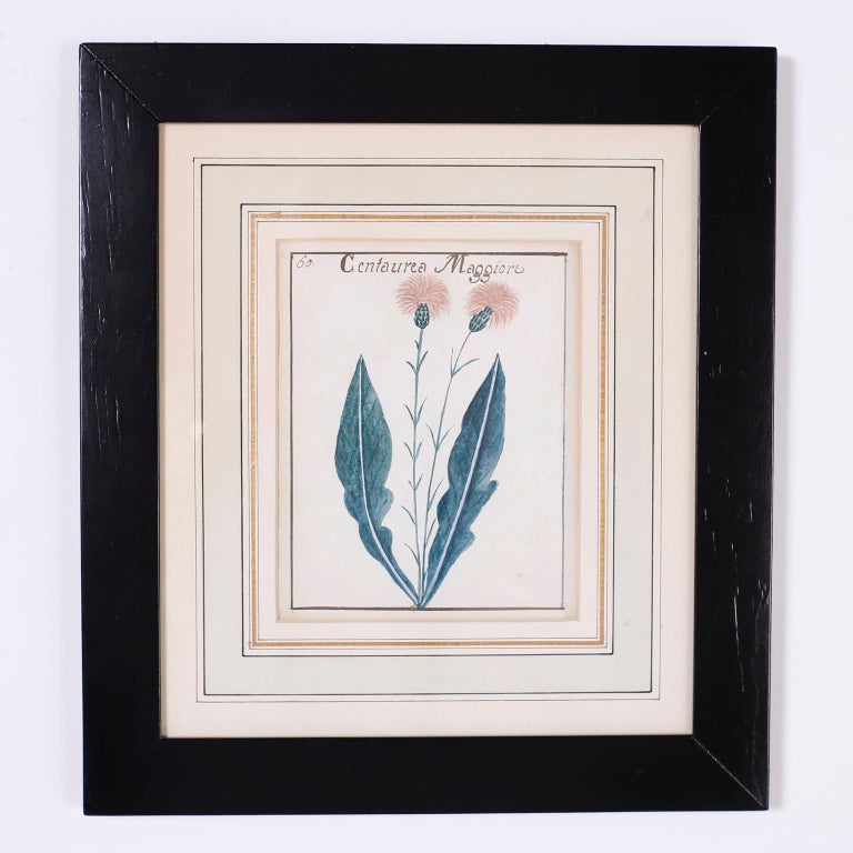 Set of four antique botanical watercolors from a folio in the style of the early scholastic naturalists with the expected slight foxing. French matted with gold leaf and presented in wood frames under glass.