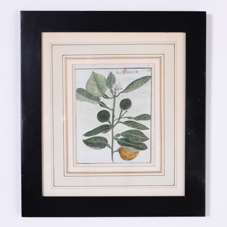 19th Century Set of Four Antique Botanical Watercolors For Sale