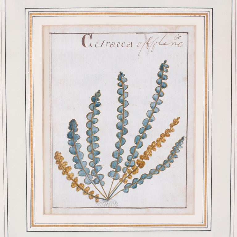 Set of Four Antique Botanical Watercolors For Sale 2