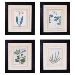 Set of Four Antique Botanical Watercolors