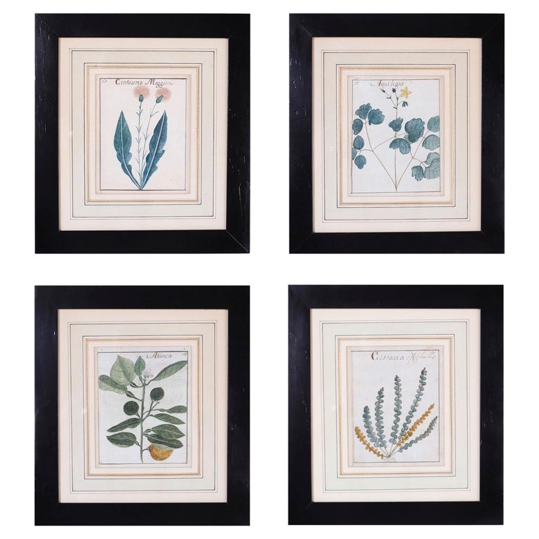 Set of Four Antique Botanical Watercolors For Sale