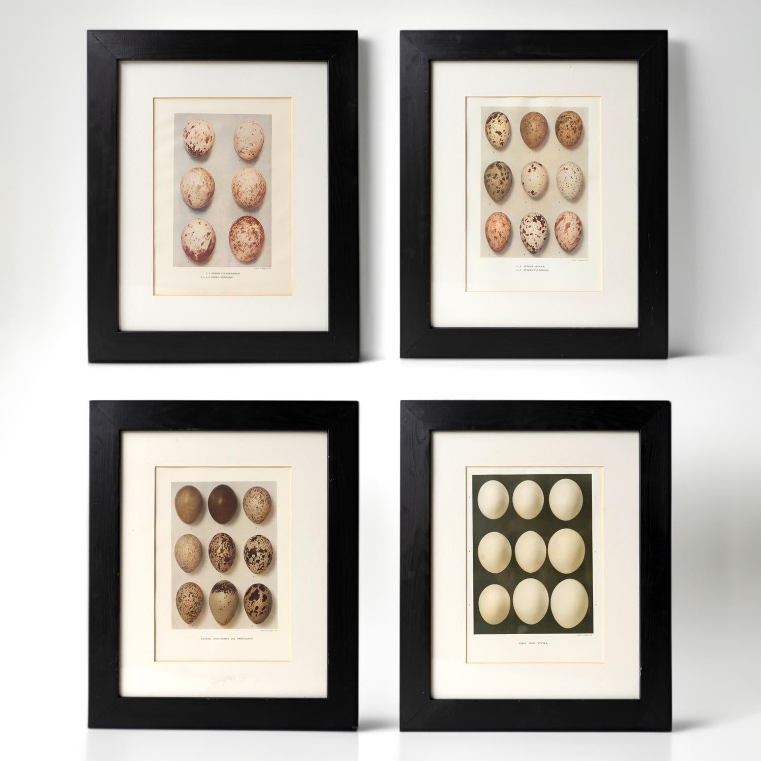 ANTIQUE FRAMED EGG PRINTS
A decorative set of egg prints depicting different bird egg specimens. 

Provenance: Previously with Christie’s South Kensington forming part of a larger set of ten selling at £1000 plus commission in 2009. 

Published by