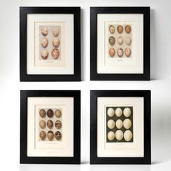 Set Of Four Antique Chromolithograph Prints Depicting Bird Egg Specimens, 1900