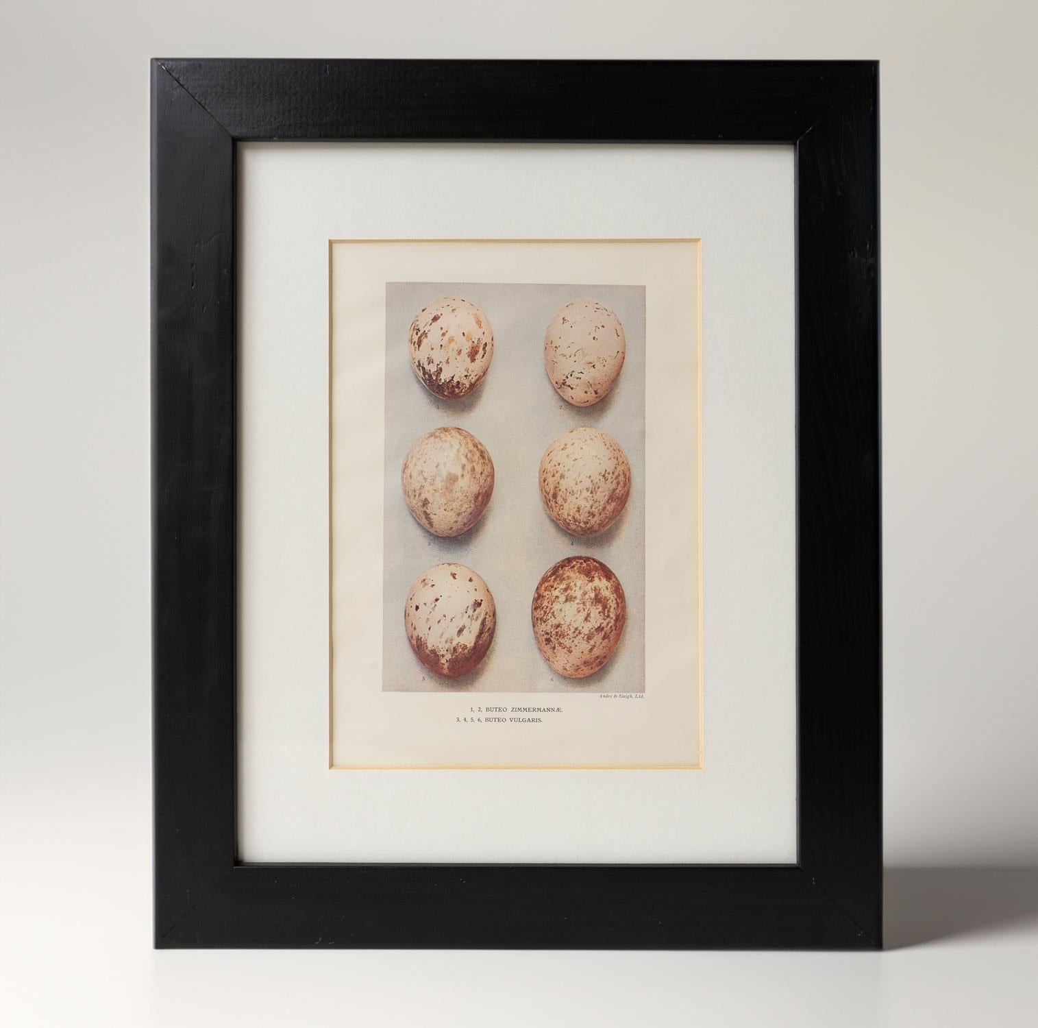 Set Of Four Antique Chromolithograph Prints Depicting Bird Egg Specimens, 1900 In Good Condition In Bristol, GB