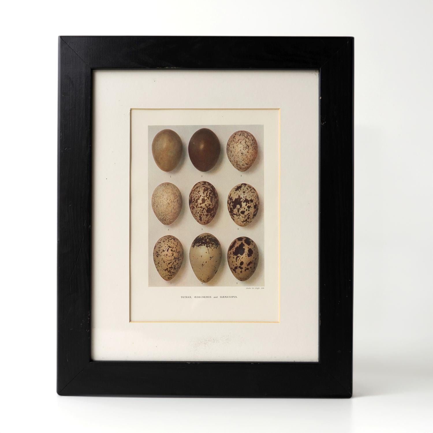 Paper Set Of Four Antique Chromolithograph Prints Depicting Bird Egg Specimens, 1900