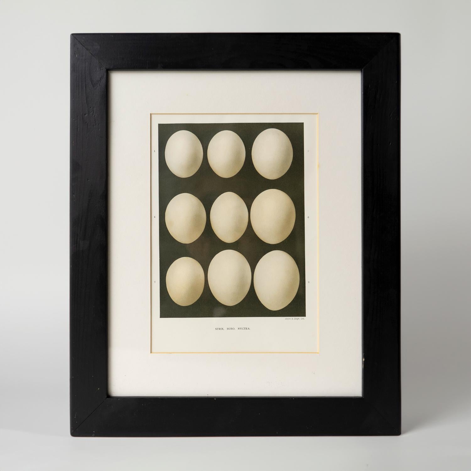 Set Of Four Antique Chromolithograph Prints Depicting Bird Egg Specimens, 1900 1