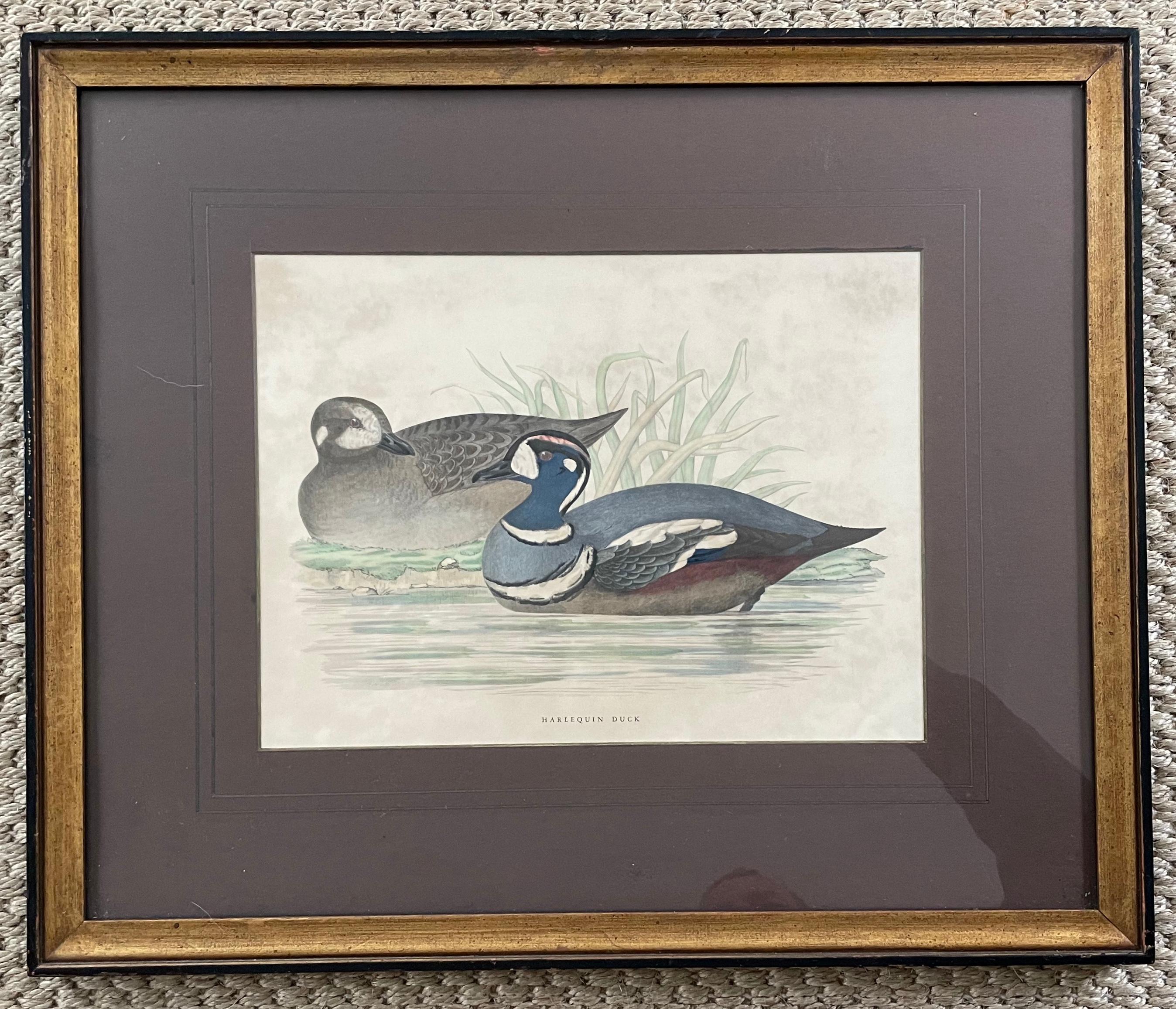 Set of four antique duck prints. Four 20th century prints of harlequin duck, bimaculated duck, teal and common scoter in handsome brown matts and vintage frames. United States, 19th century.
Dimensions: 19