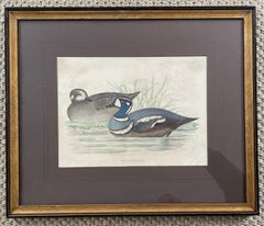 Set of Four Antique Duck Prints