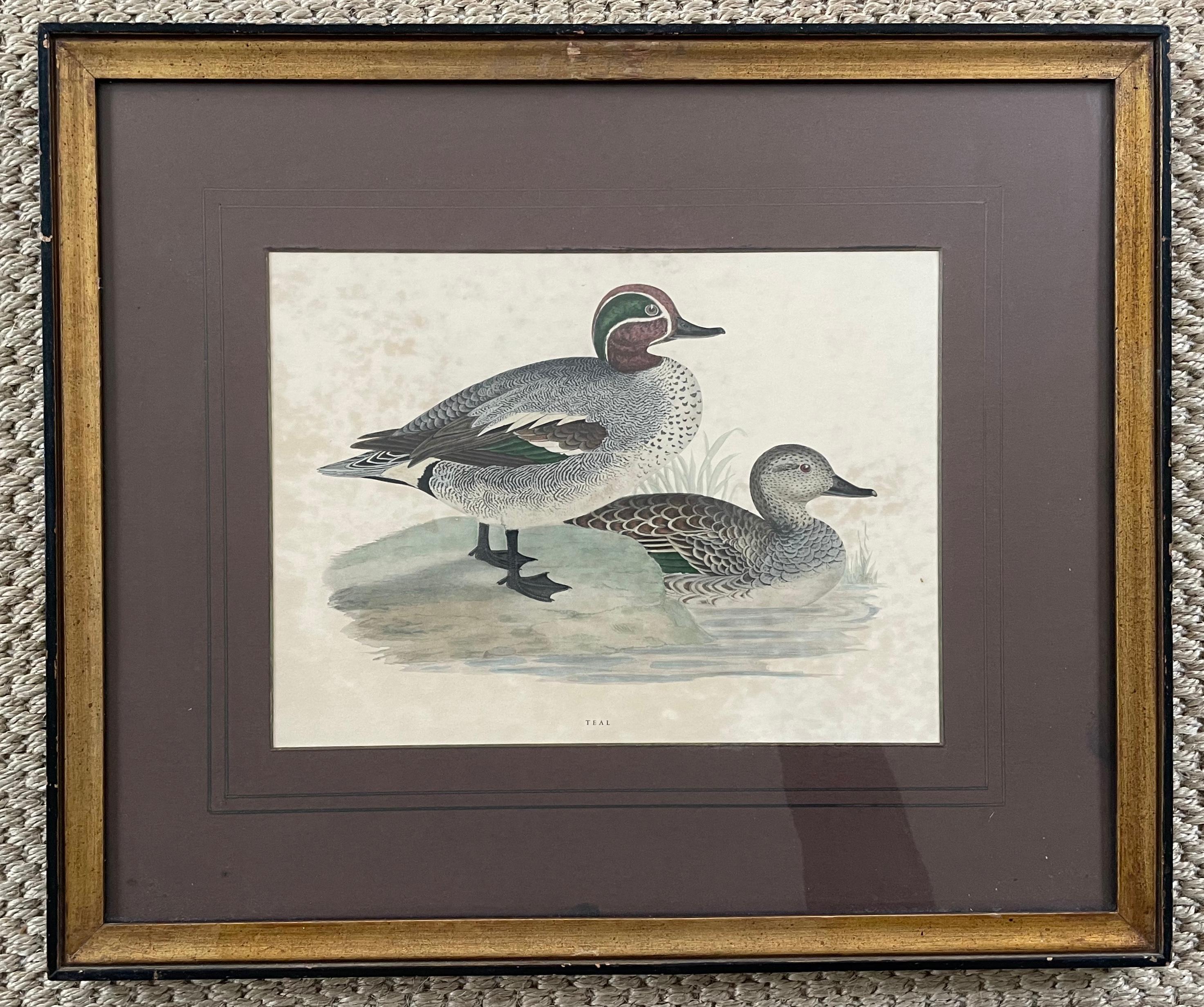 American Set of Four Antique Duck Prints
