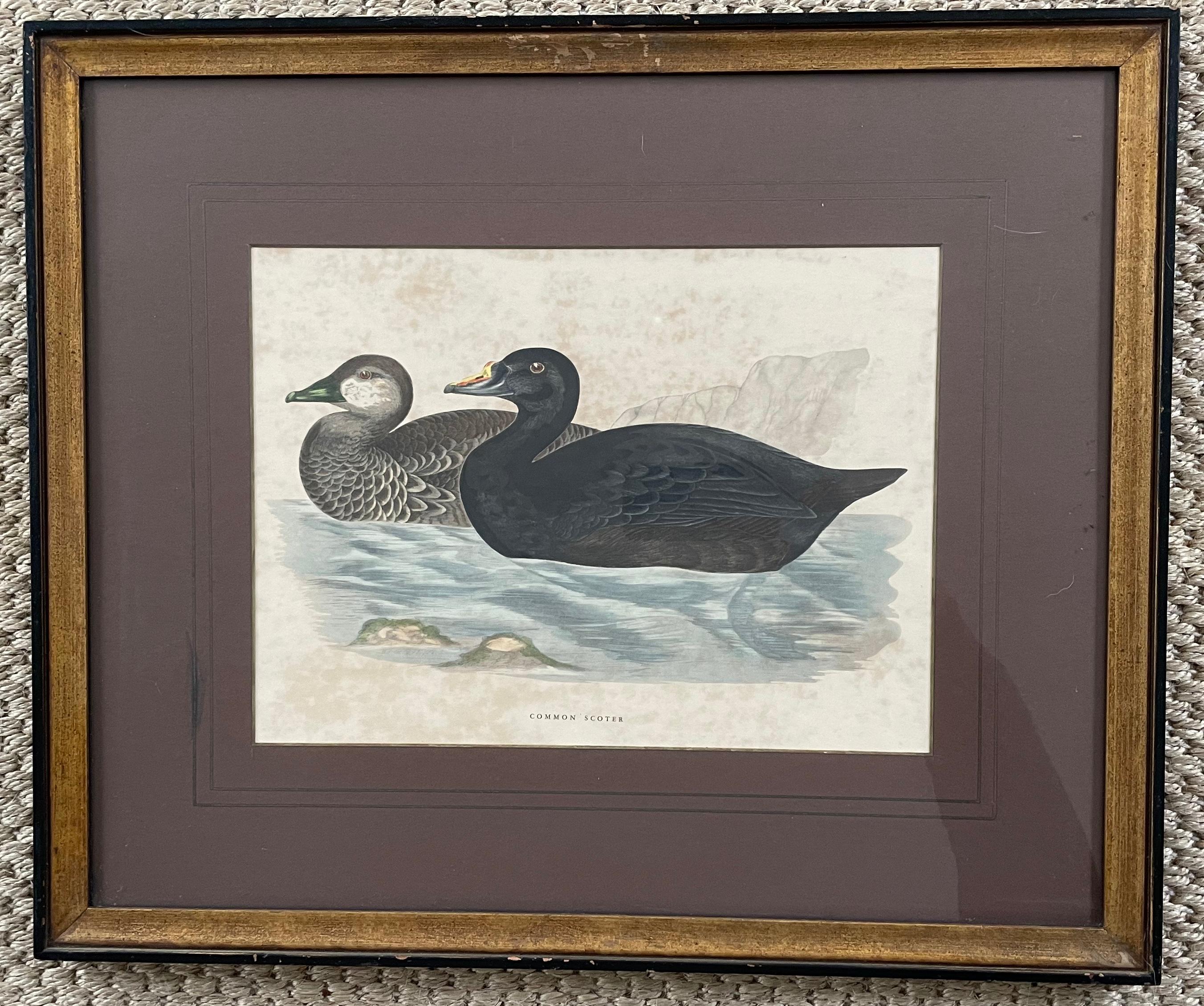 Set of Four Antique Duck Prints In Good Condition In New York, NY