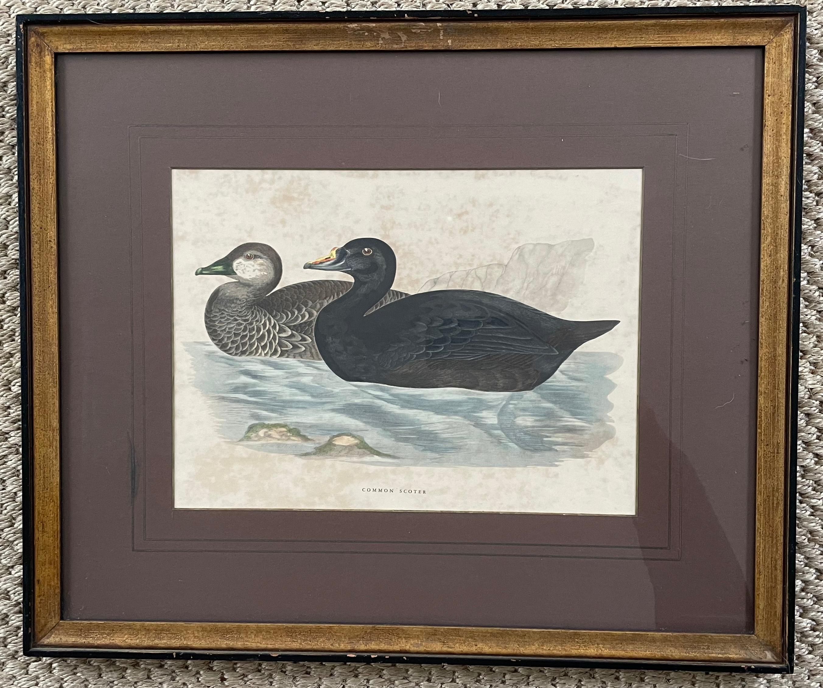 American Set of Four Antique Duck Prints