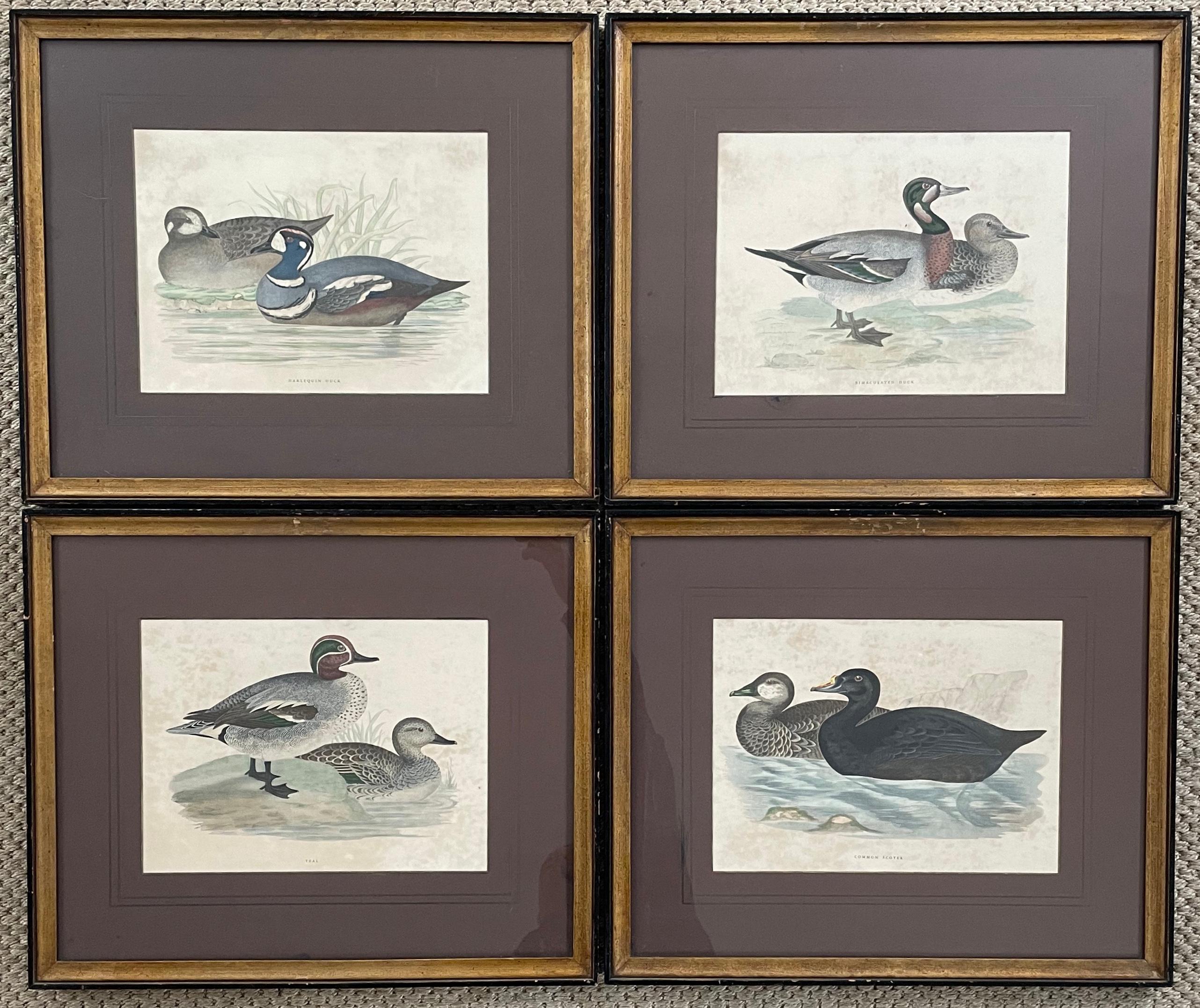 20th Century Set of Four Antique Duck Prints