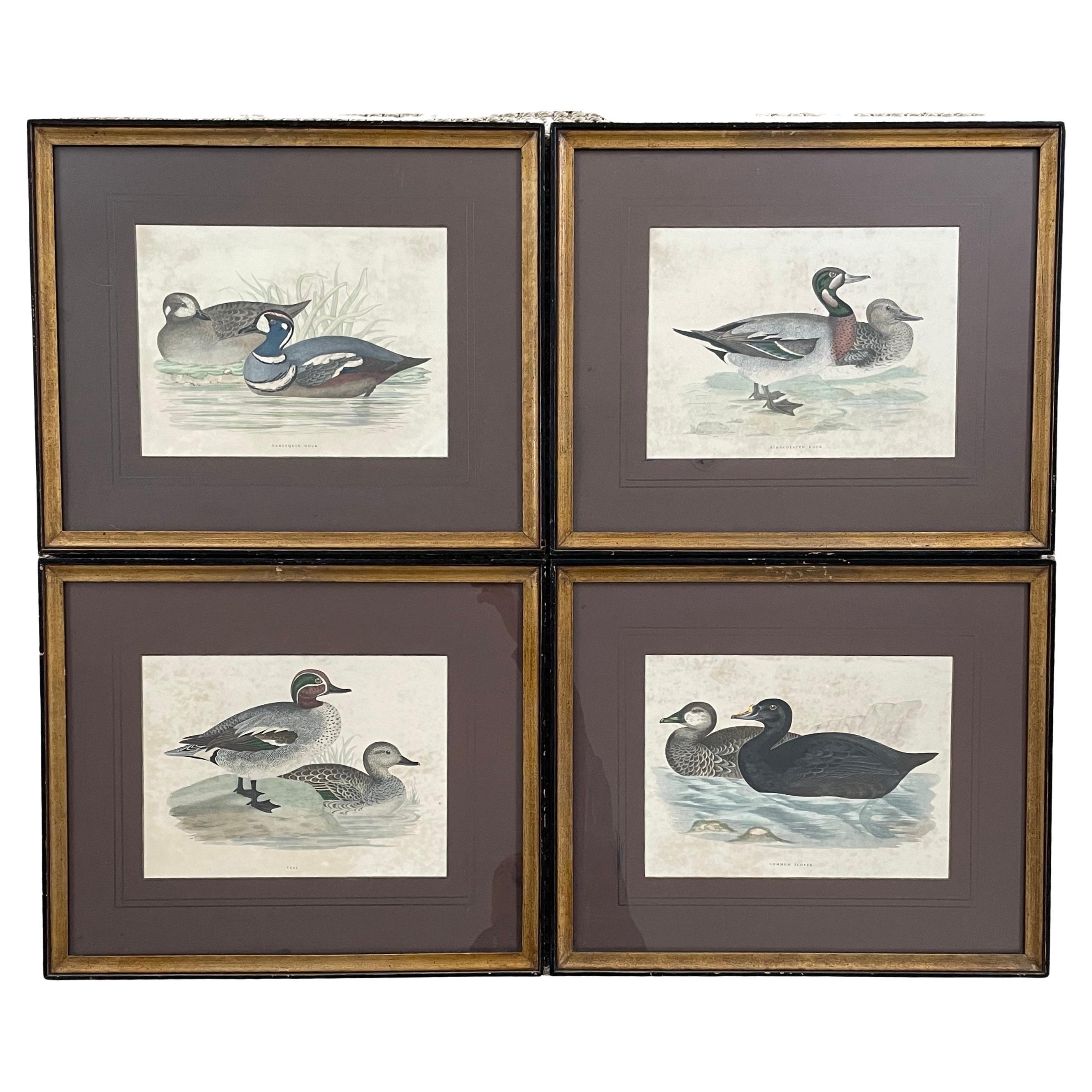Set of Four Antique Duck Prints